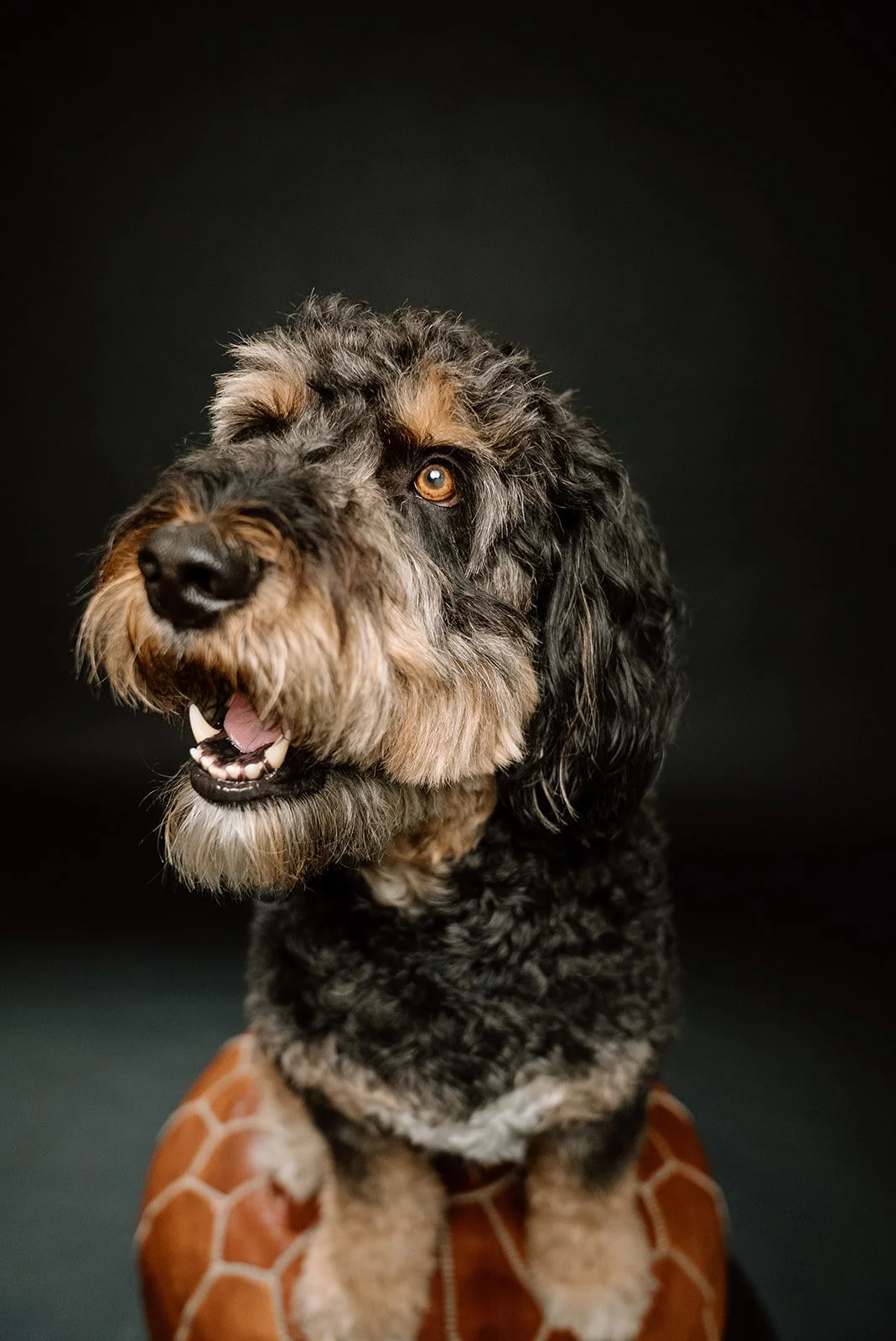 A close-up of a black and tan curly-haired dog with one eye, sitting on a brown giraffe-patterned surface against a dark background.