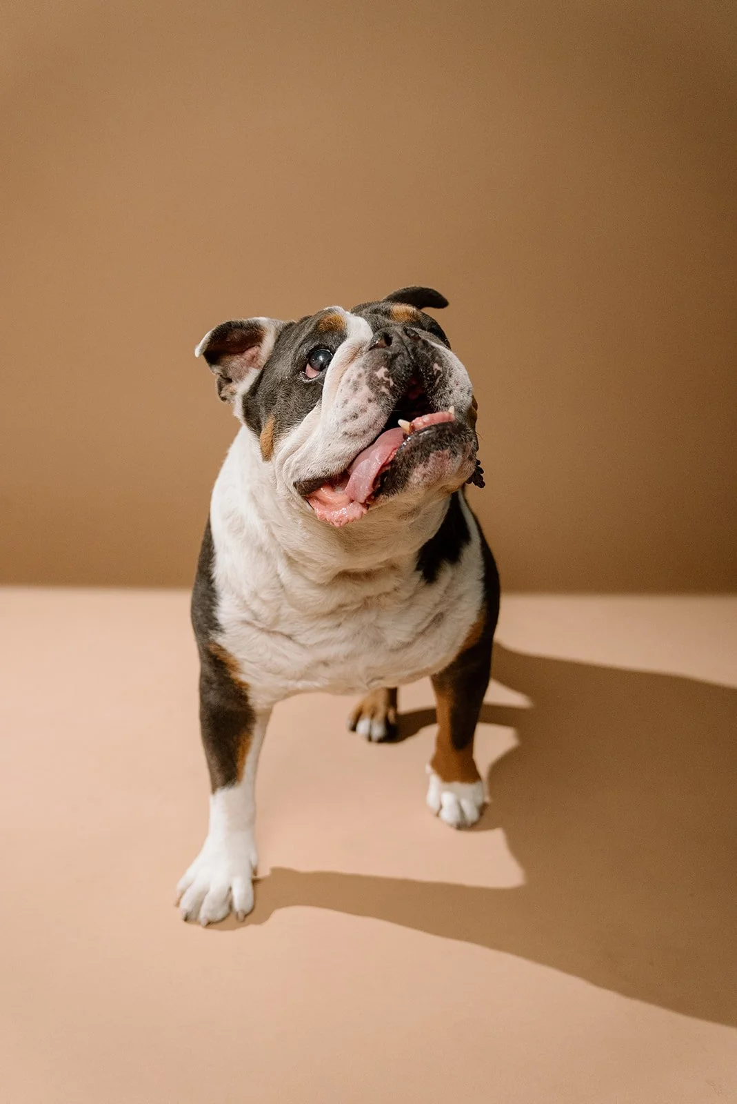 A smiling bulldog standing on a beige surface against a plain brown background.