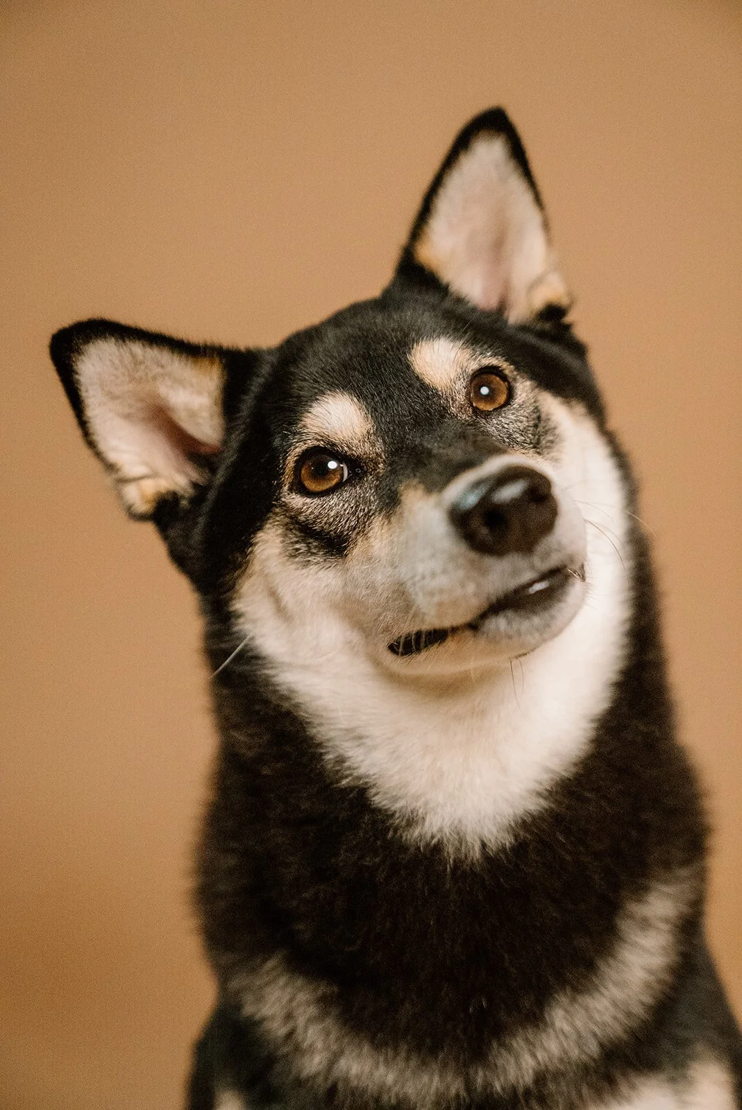 Close-up of a Siberian Husky dog looking curiously with a brown background.