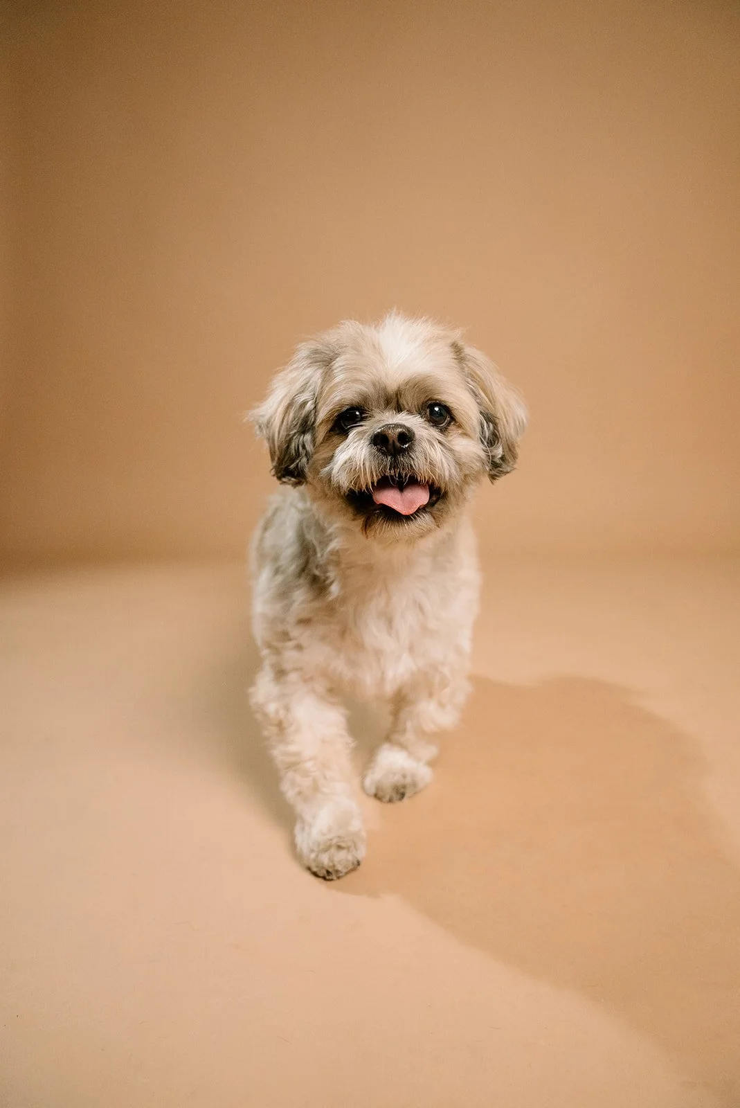 Cute small dog with a happy expression, standing on a plain beige background.