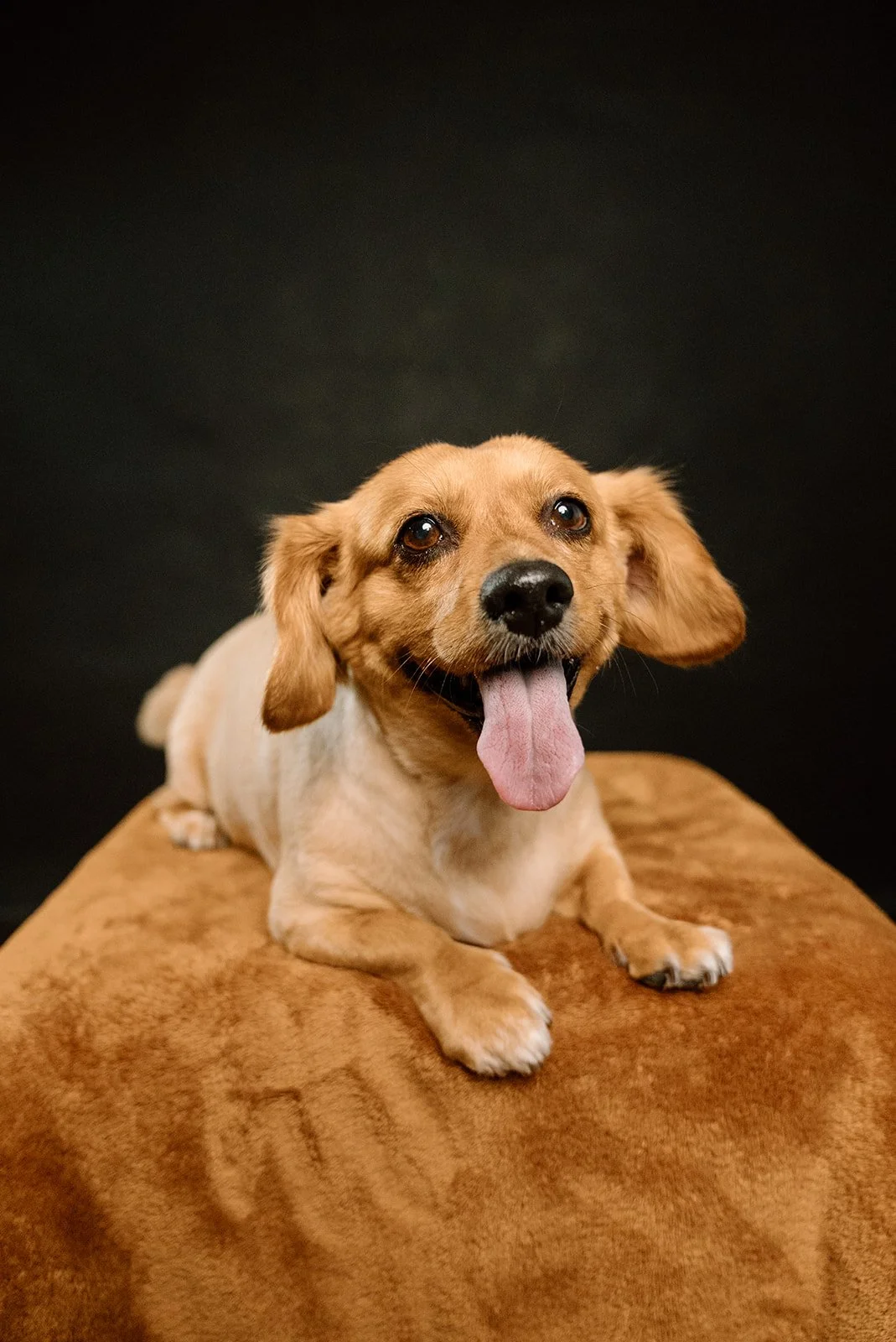 A happy tan-colored dog with floppy ears sitting on a brown surface against a black background, tongue out, looking directly at the camera.