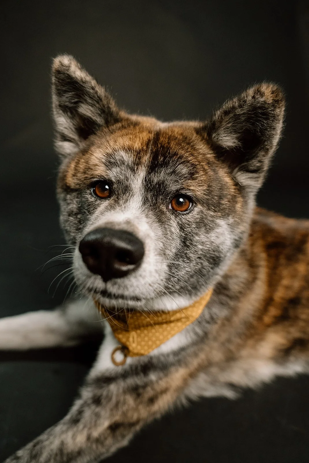 Close-up of a mixed-breed dog with brown, black, and white fur, wearing a yellow bandana, lying against a dark background.