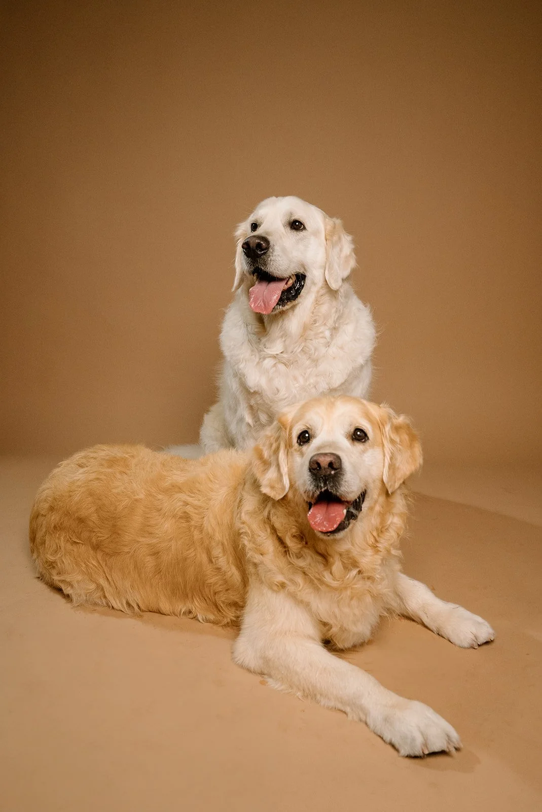 Two golden retrievers, one sitting and one lying down, both with tongues out, against a plain brown background.