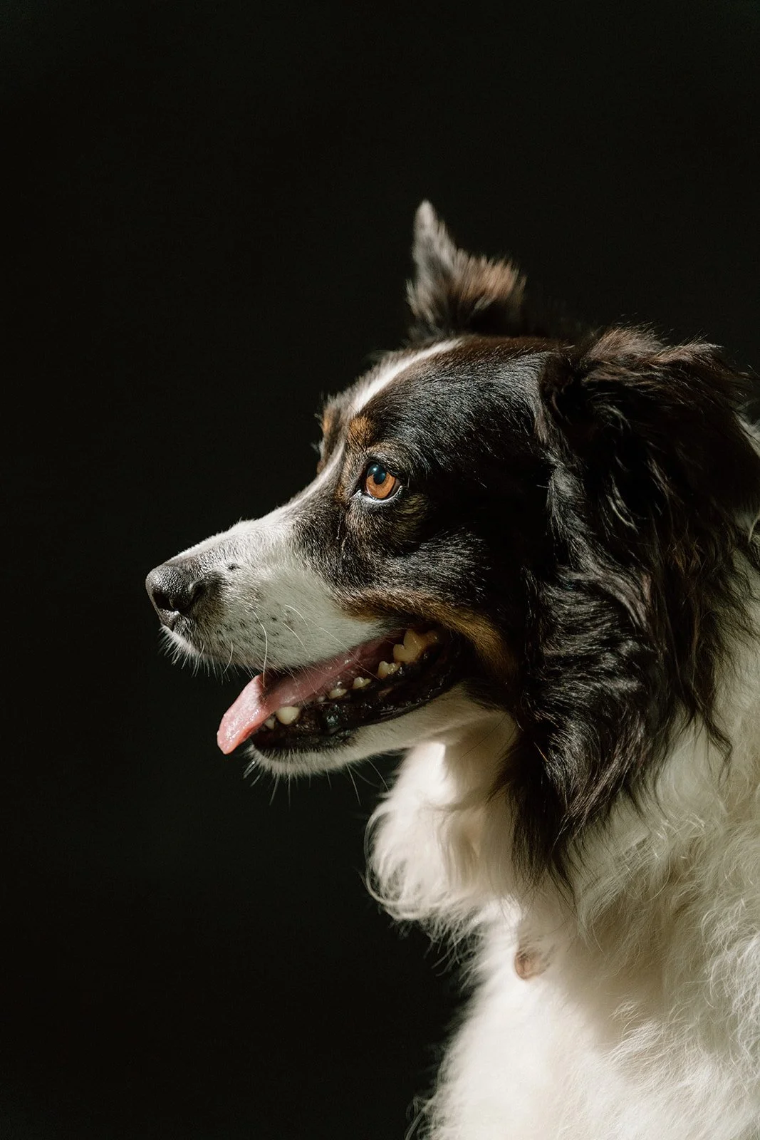 Profile of a black, white, and brown Australian Shepherd dog with blue eyes, open mouth, and tongue slightly out, against a black background.