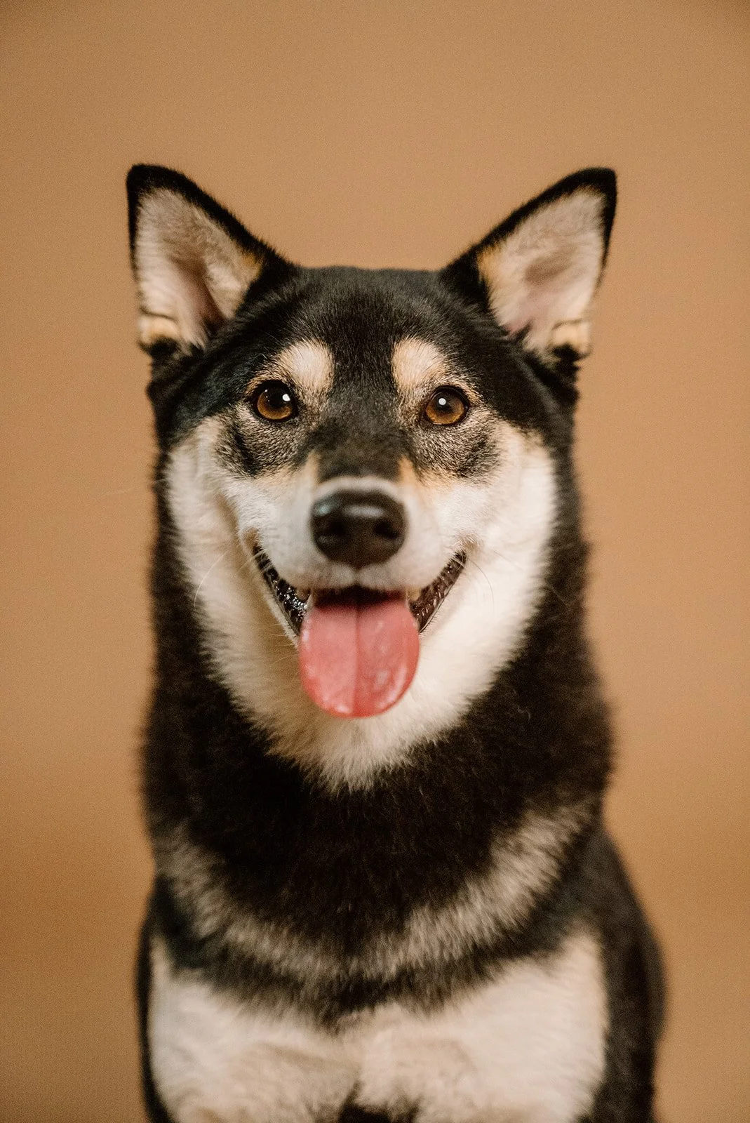 Close-up of a happy Siberian Husky dog with black and white fur, brown eyes, and tongue out against a plain brown background.