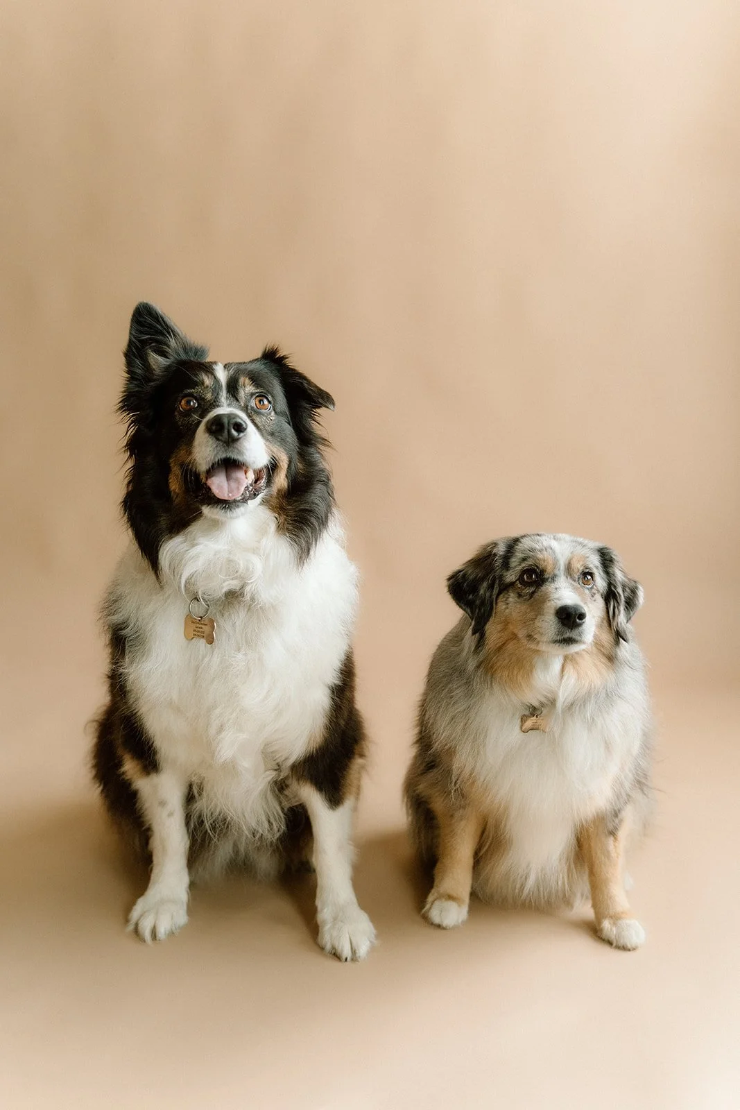 Two dogs, one black and white Border Collie mix and one merle Australian Shepherd, sitting on a beige background.