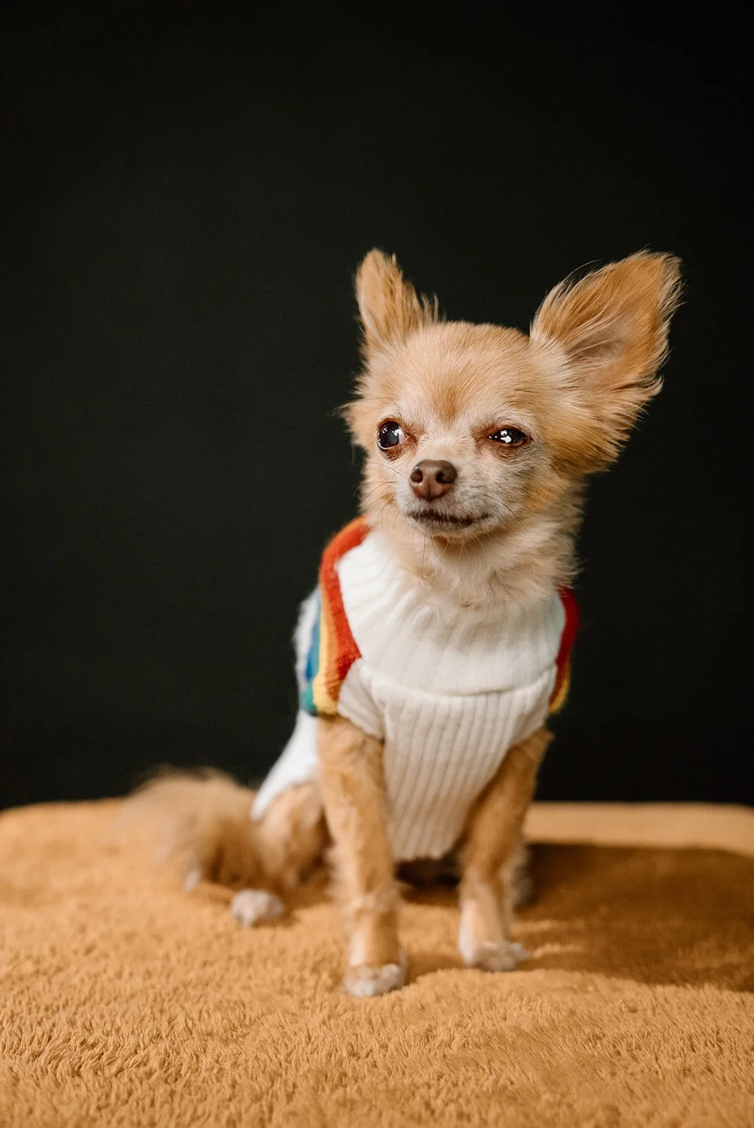 A small dog wearing a sweater, sitting on a brown surface, with a black background.
