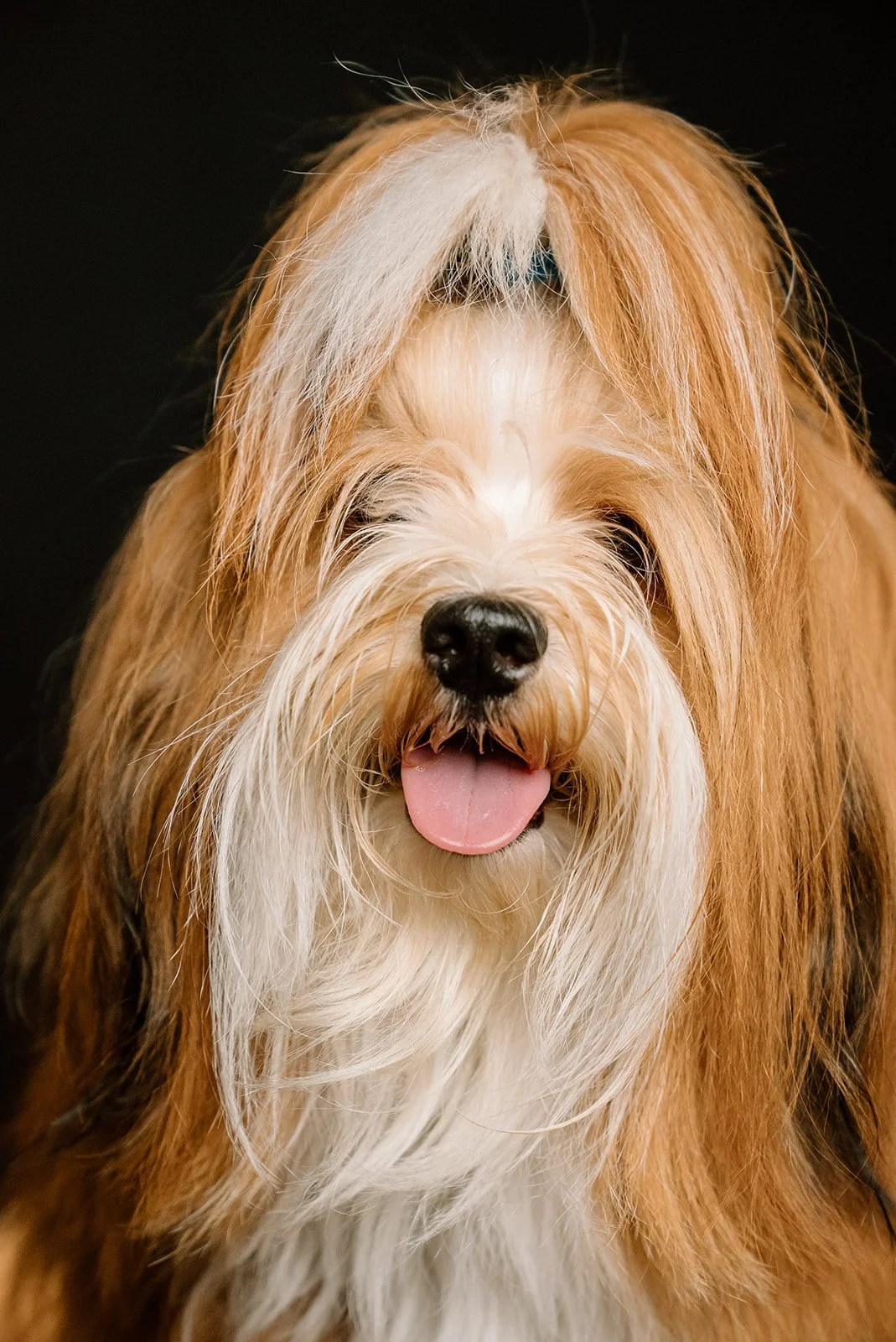 Close-up of a fluffy bearded collie with long, tan and white fur, black nose, and pink tongue hanging out, against a black background.
