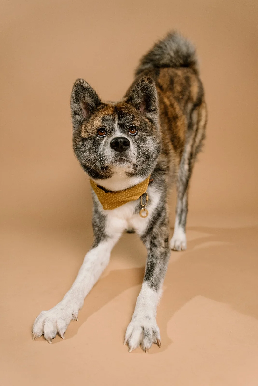 A mixed-breed dog with a brindle coat, wearing a yellow bandana, standing on a beige surface with a beige background.