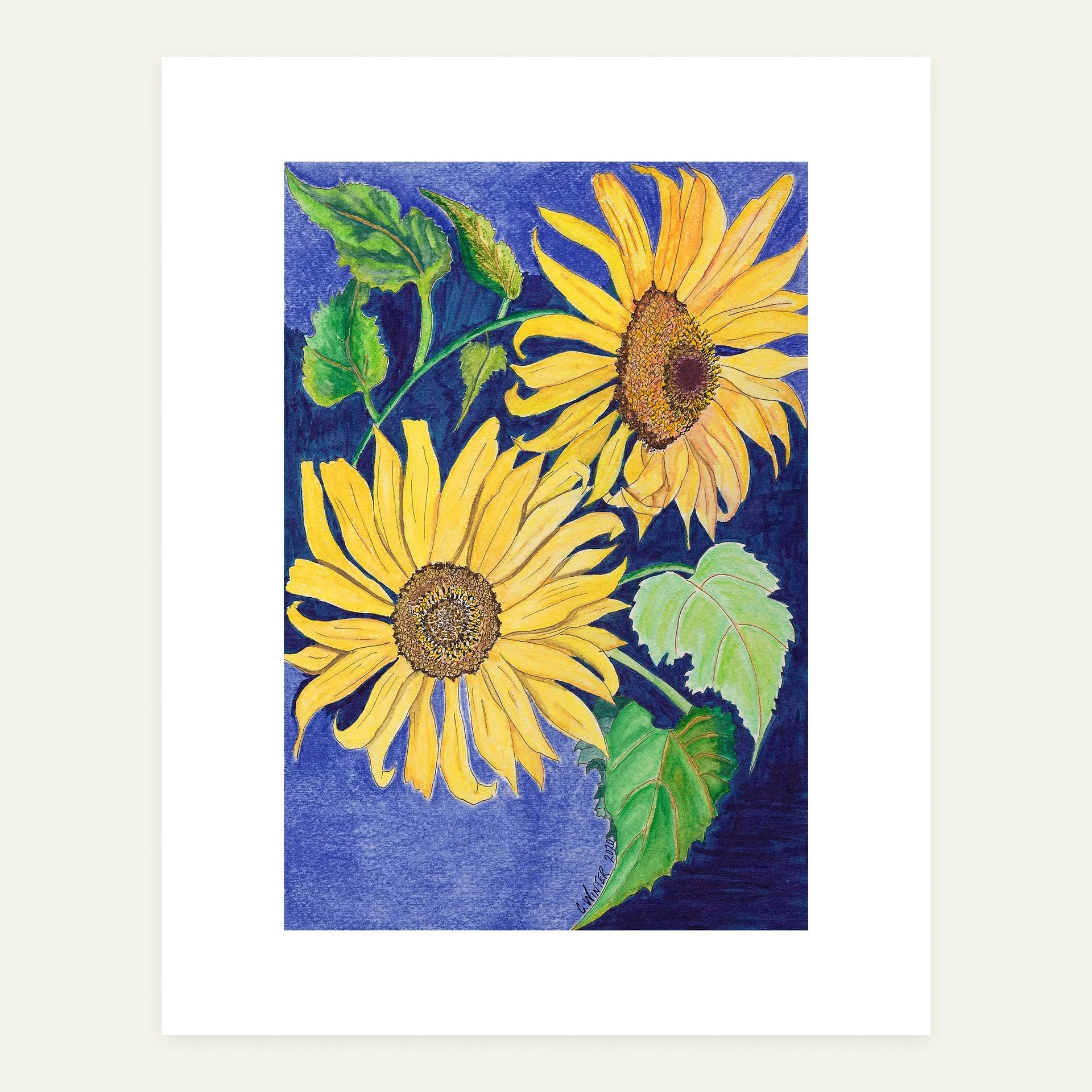 Watercolor, pen and ink print of two sunflower heads against a deep indigo ground, shown full page with white border.