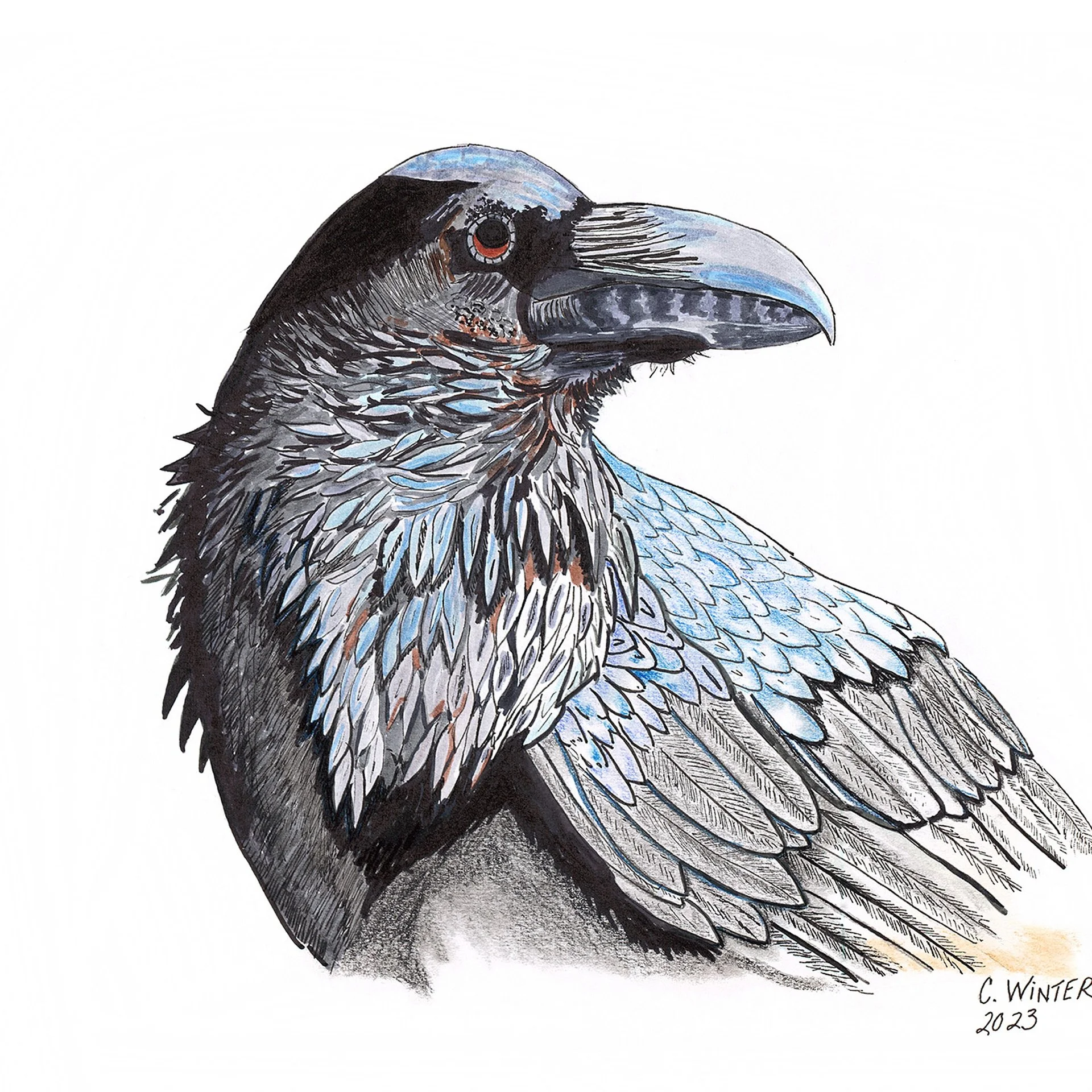 Close-up of pen and ink feather detail, showing hidden blue and rust tones in the raven's plumage.