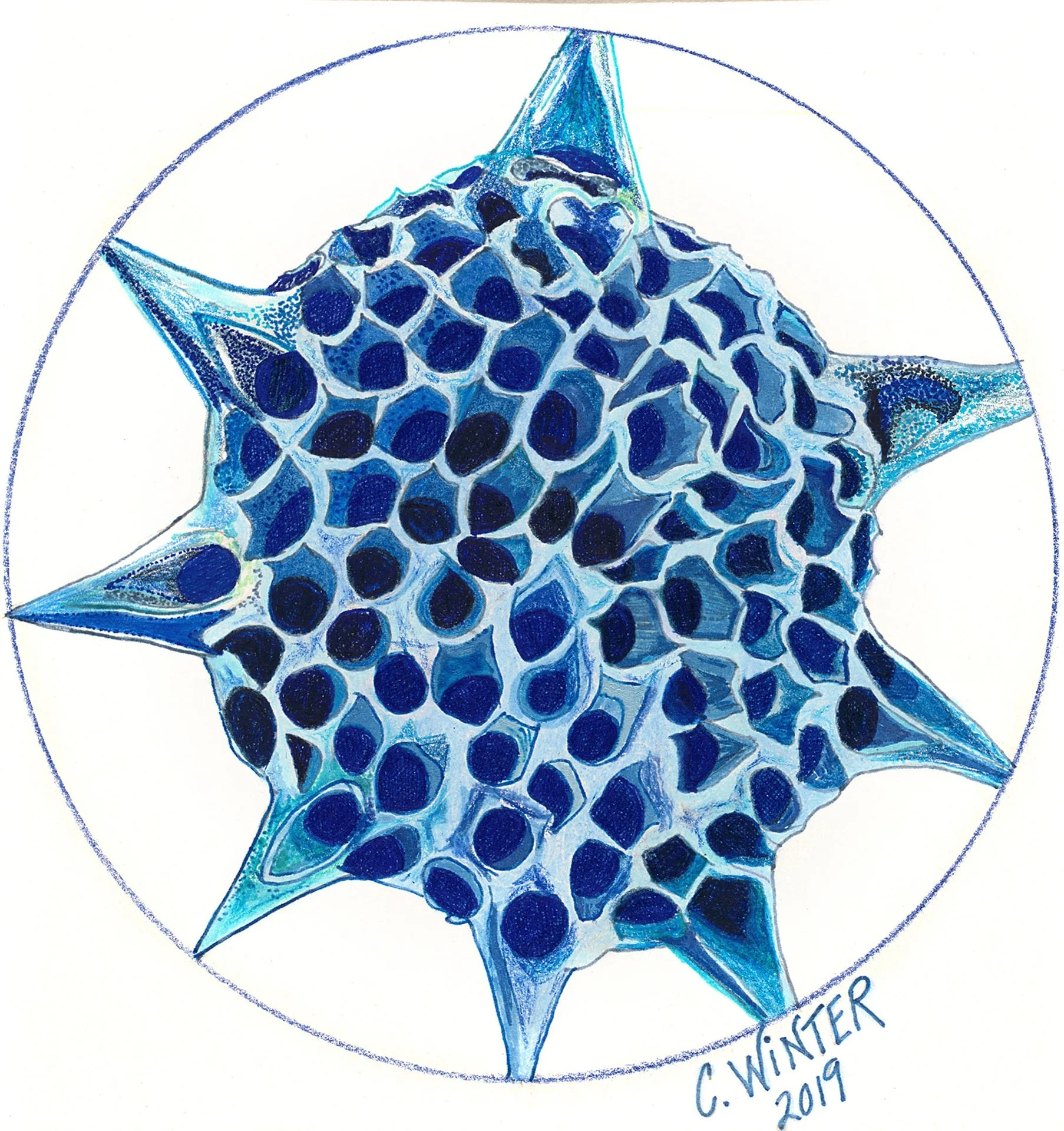 Single Cell Ocean Life in Blue: a spiked, star-shaped organism filled with a honeycomb of deep blue cells.