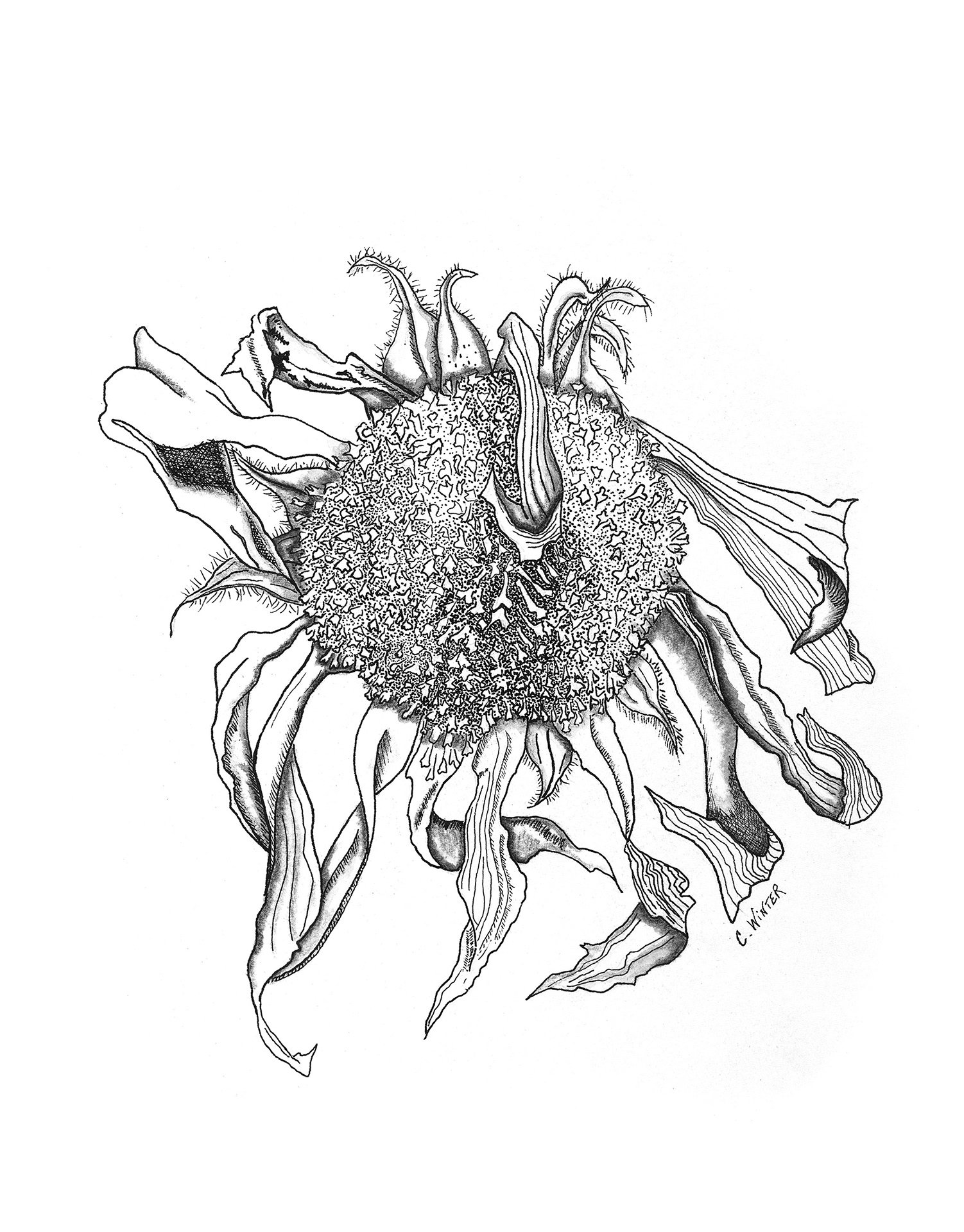 Wilting Sunflower: a drooping sunflower head in pen and ink, its seed center worked in fine stipple.