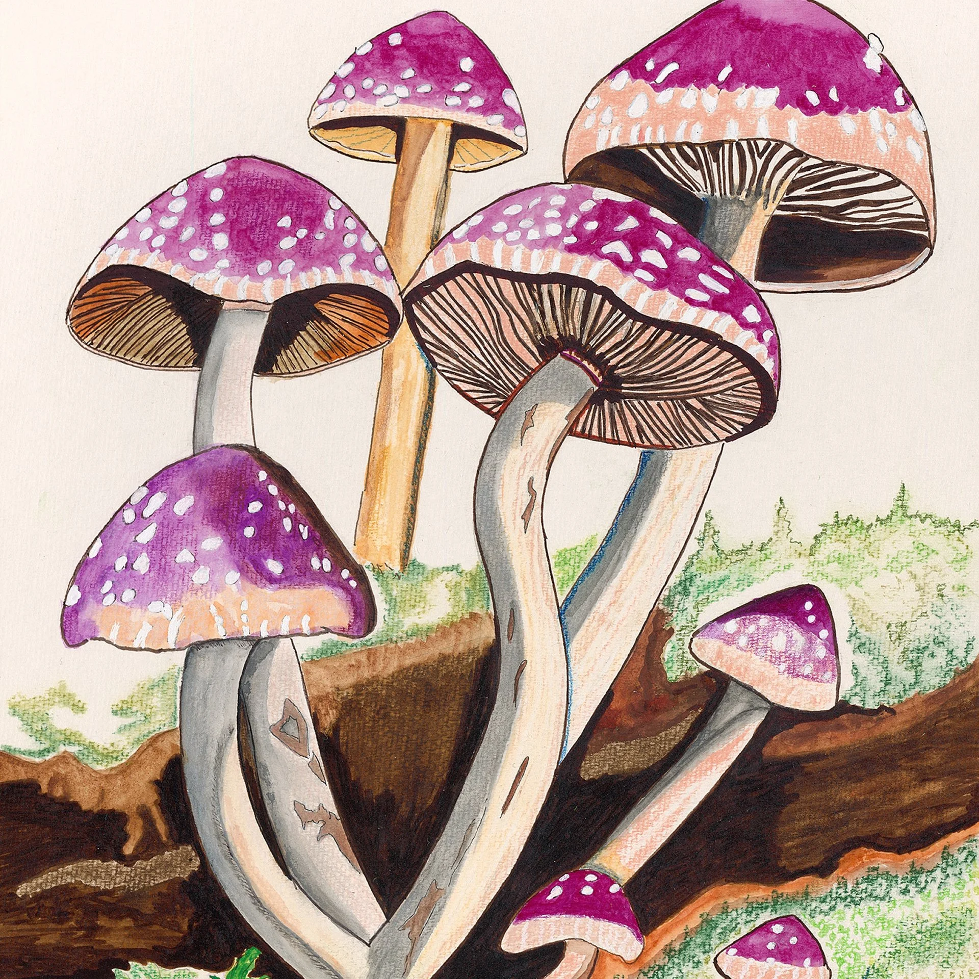 Close-up of mushroom caps and their gilled undersides, in magenta and plum tones.