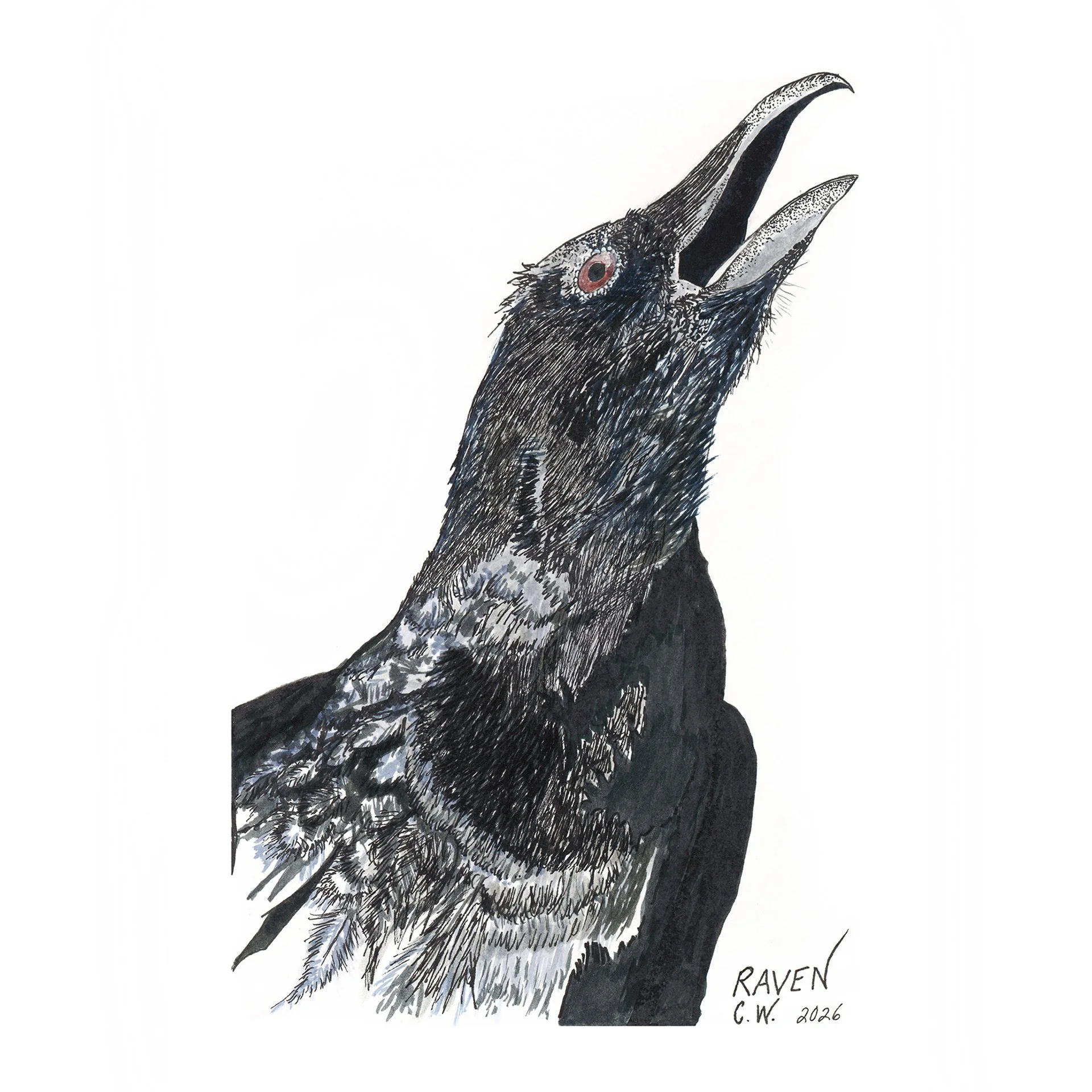Close-up of dense pen and ink crosshatching and the raven's single red eye.