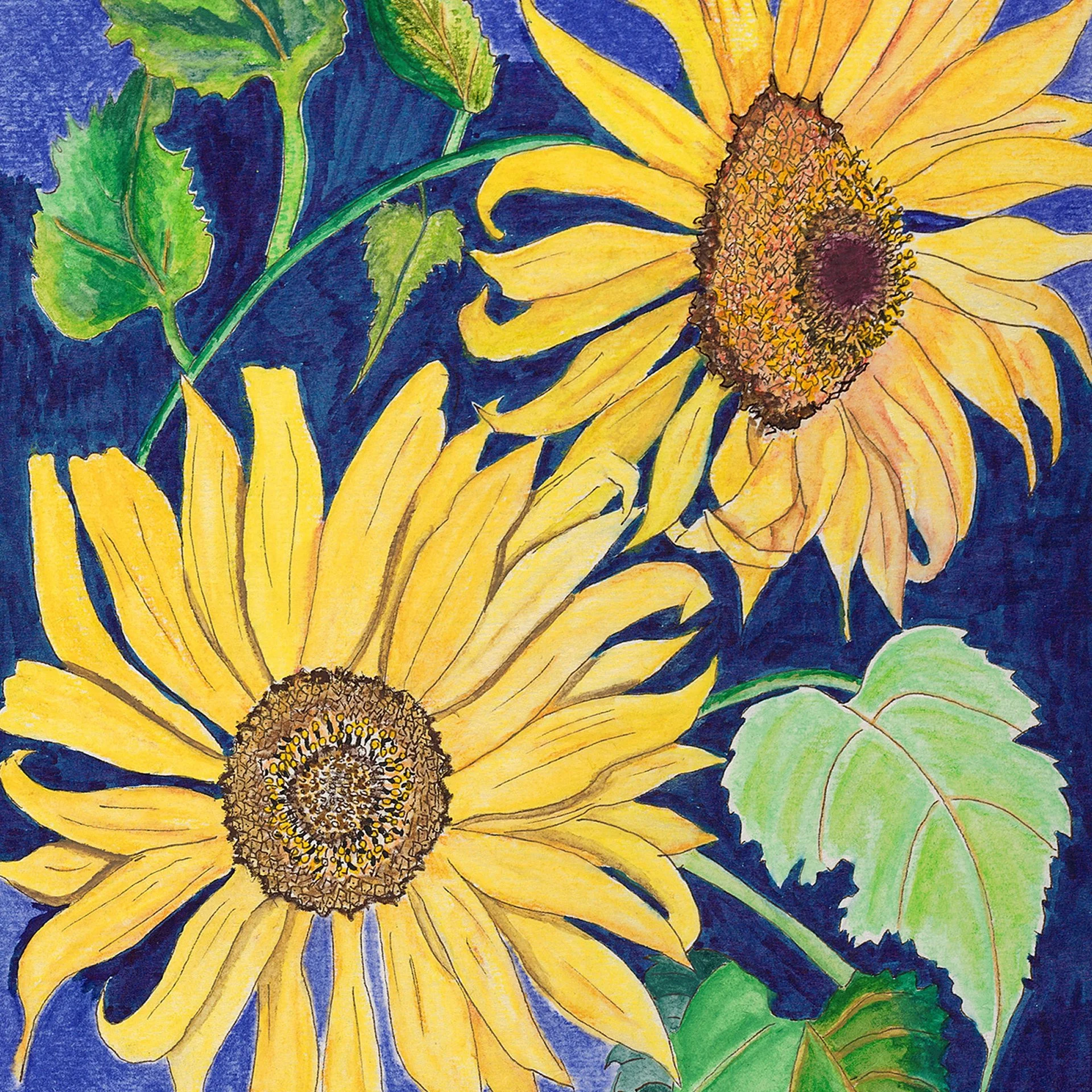 Close-up of a sunflower's petals and dark center against the indigo background.