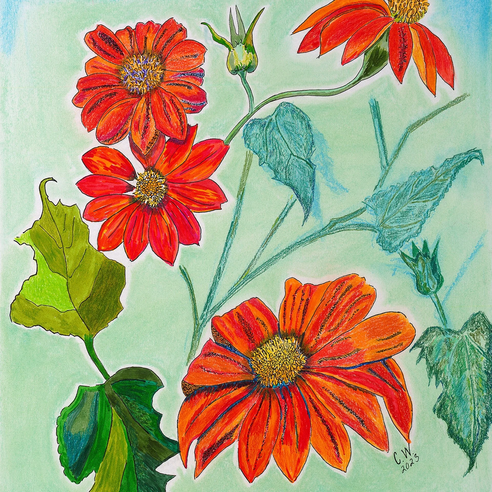 Close-up of a tithonia bloom's petals and center, in colored pencil and watercolor.