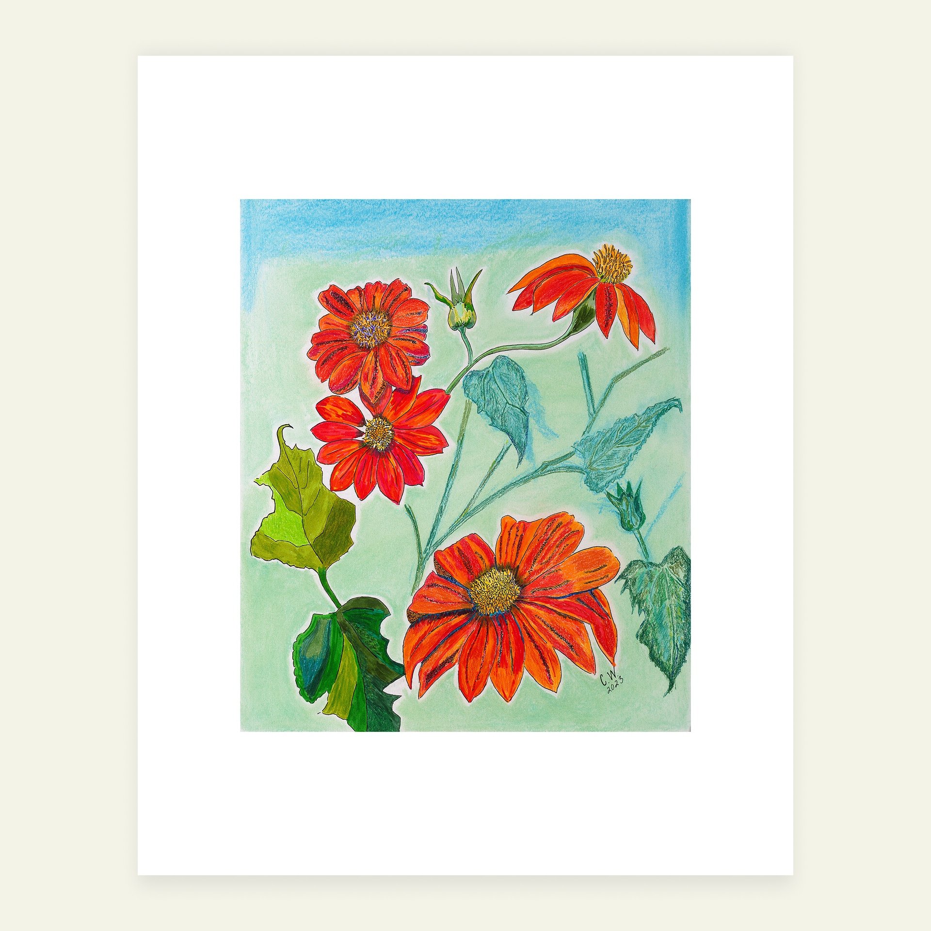 Mexican Sunflowers