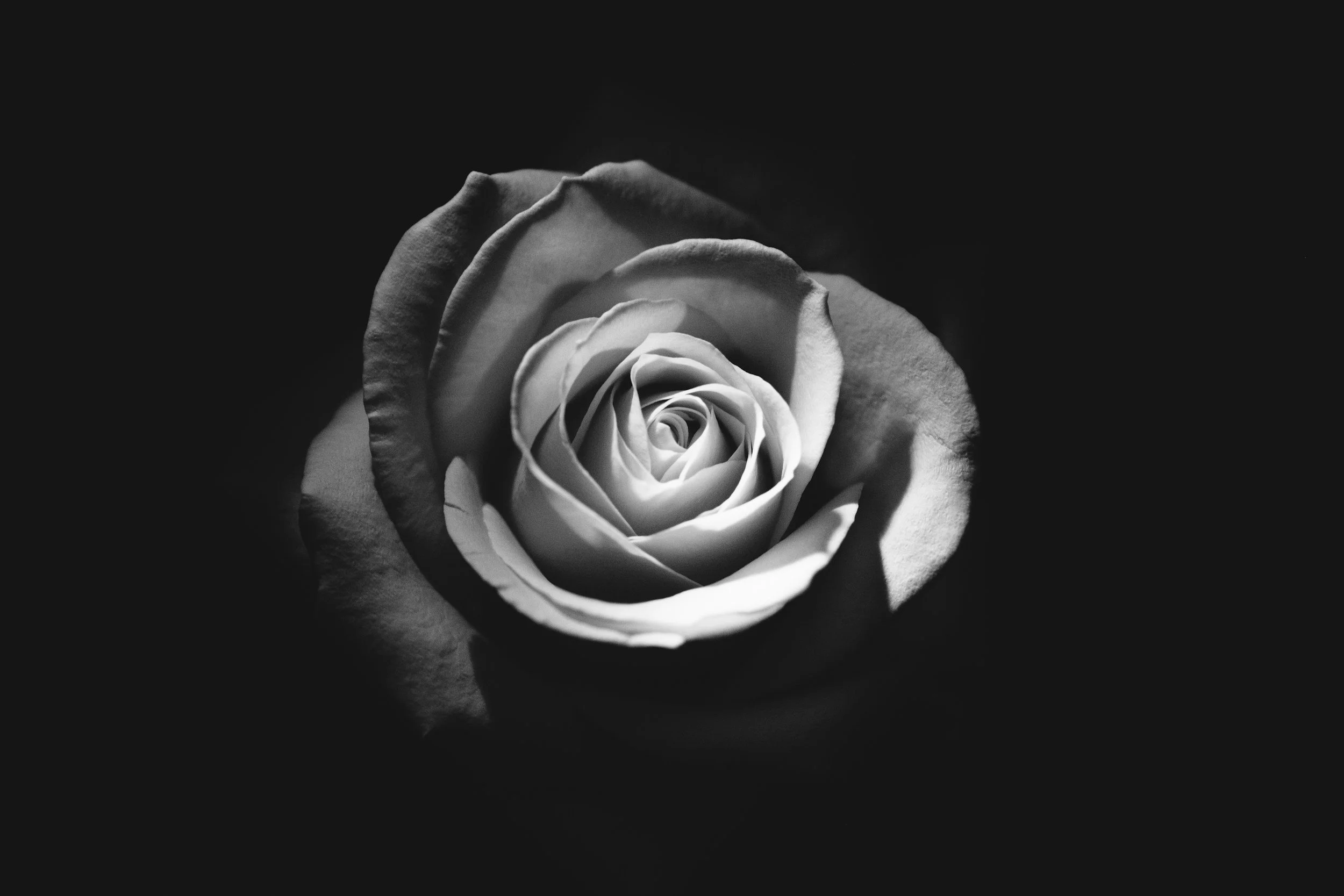 Black and white photo of a rose flower with soft lighting, highlighting the petals against a dark background.