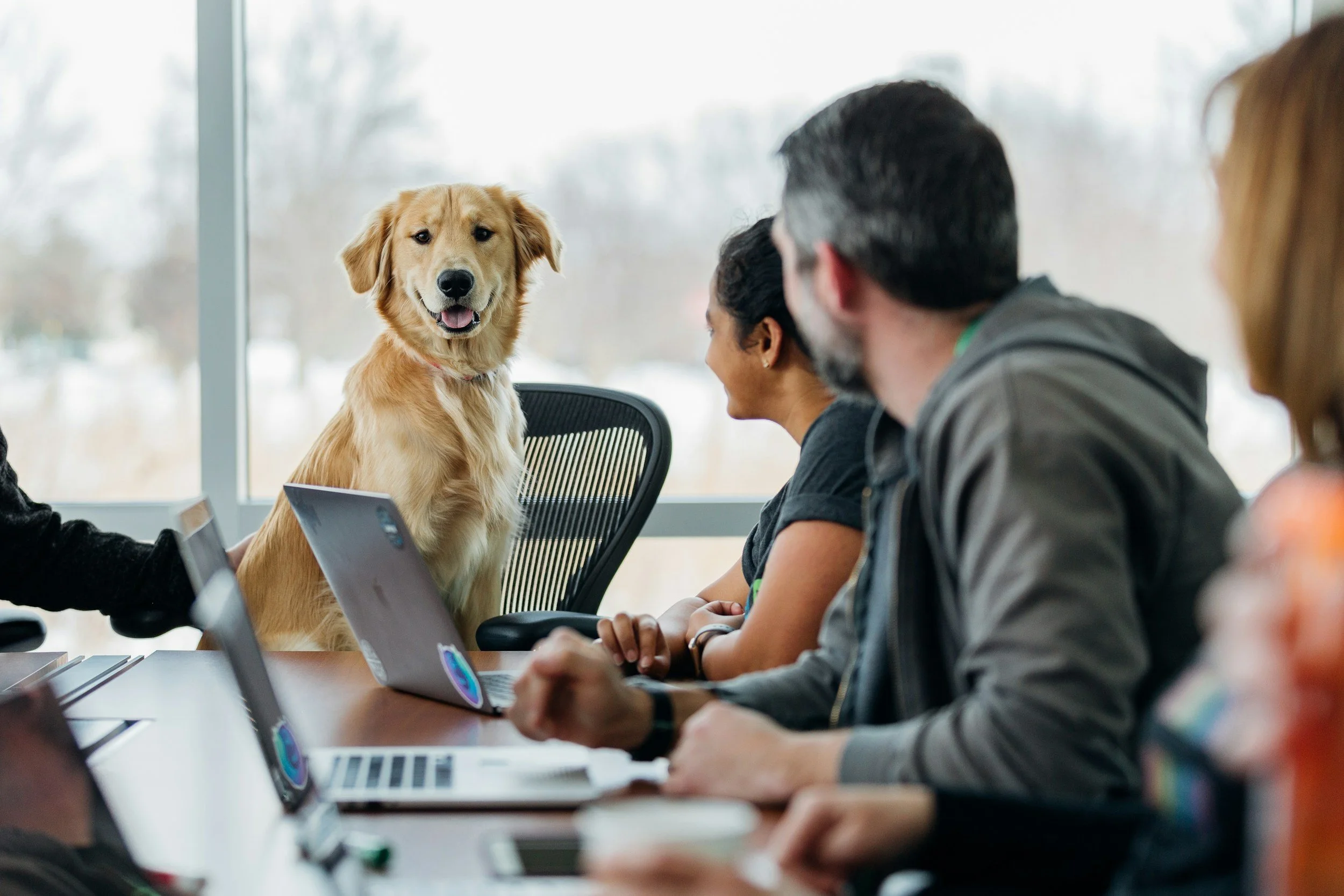 A group of people sitting at a conference table with a golden retriever sitting on a chair facing them in a meeting room with large windows and a snowy outdoor scene.