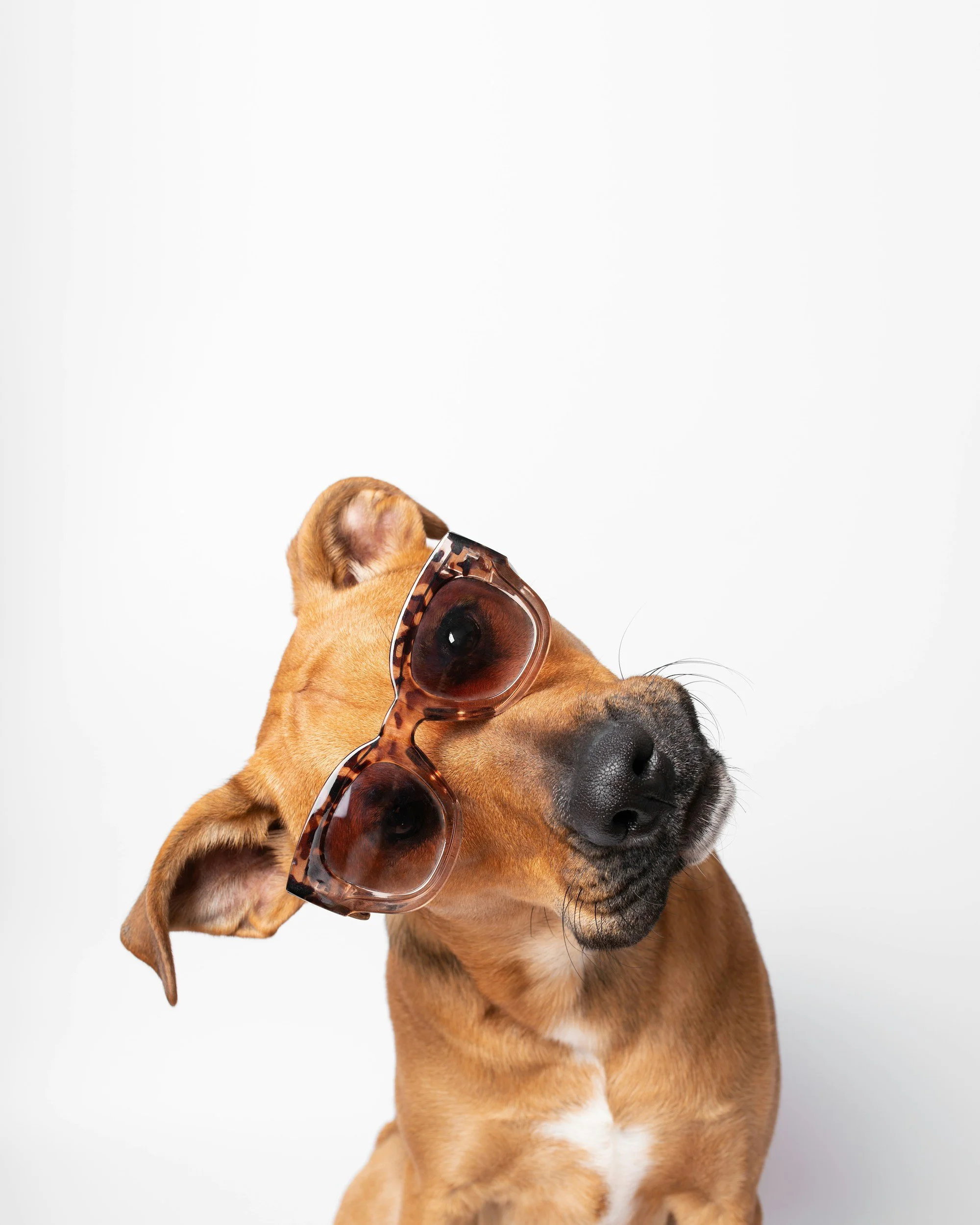 A brown dog wearing large sunglasses with a tortoise shell pattern, against a white background.