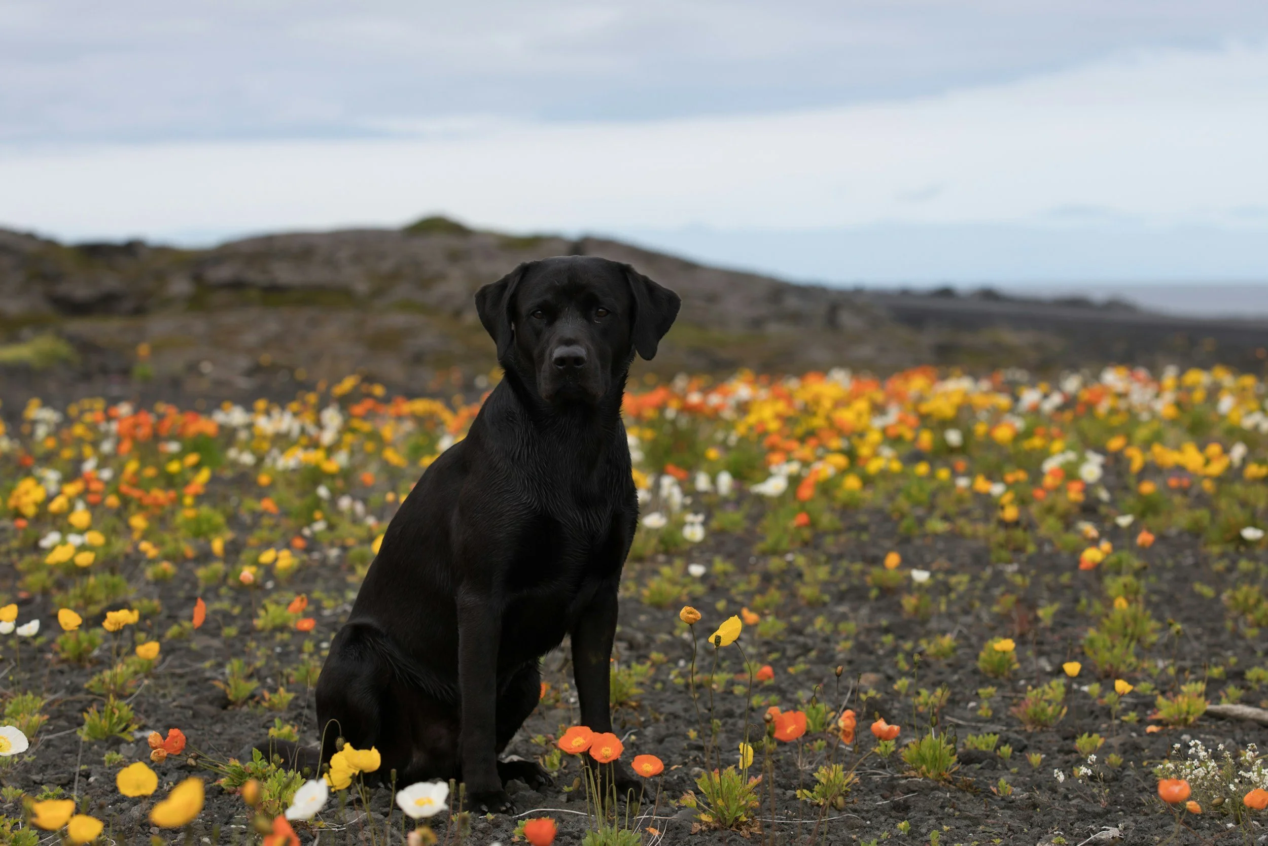 The Power of Paws, the influence of dogs on Jessica Allen's professional career.