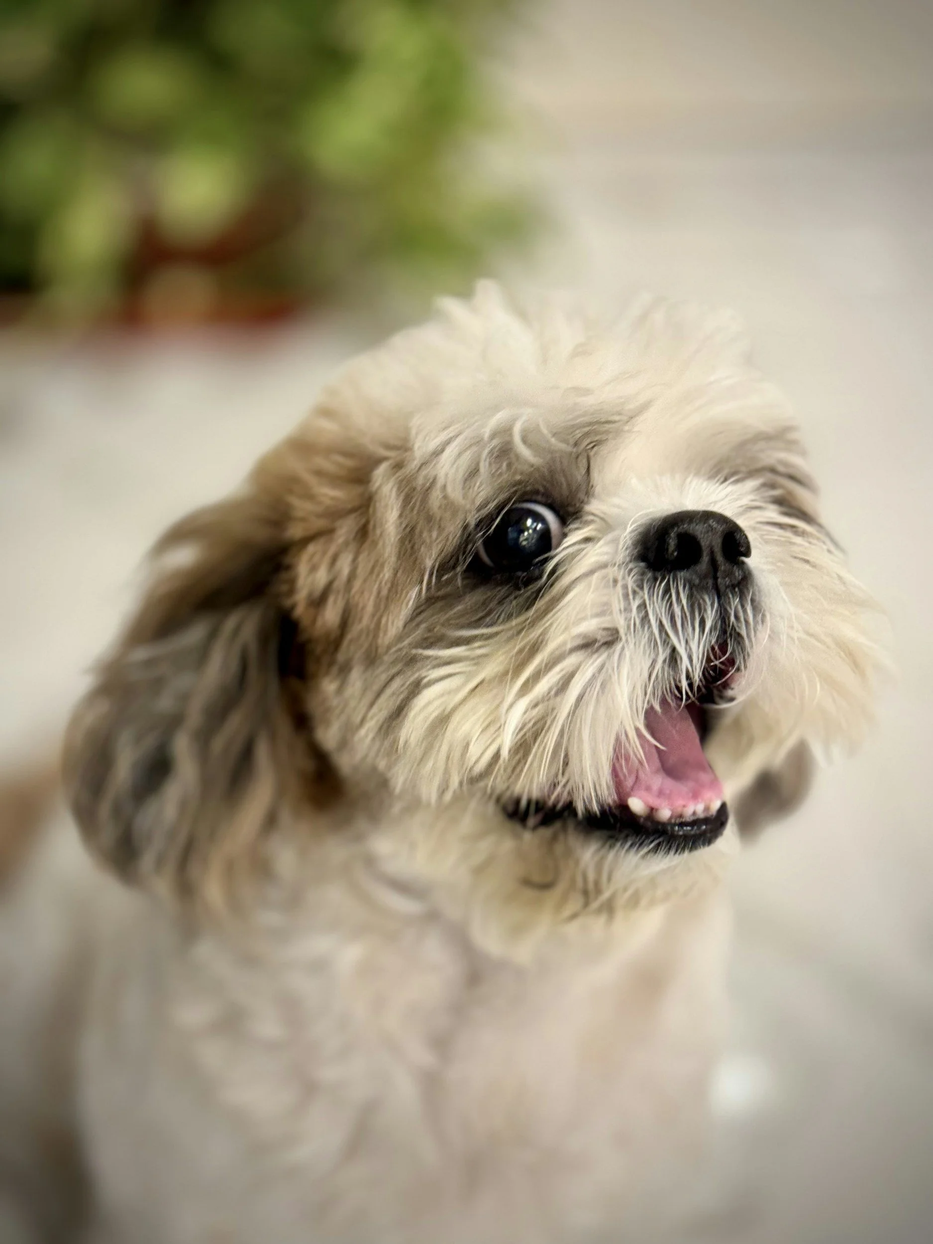 A Shih Tzu. The Power of Paws Blog Post reflecting on Jessica Allen's professional career with the lens of dogs as her teachers.