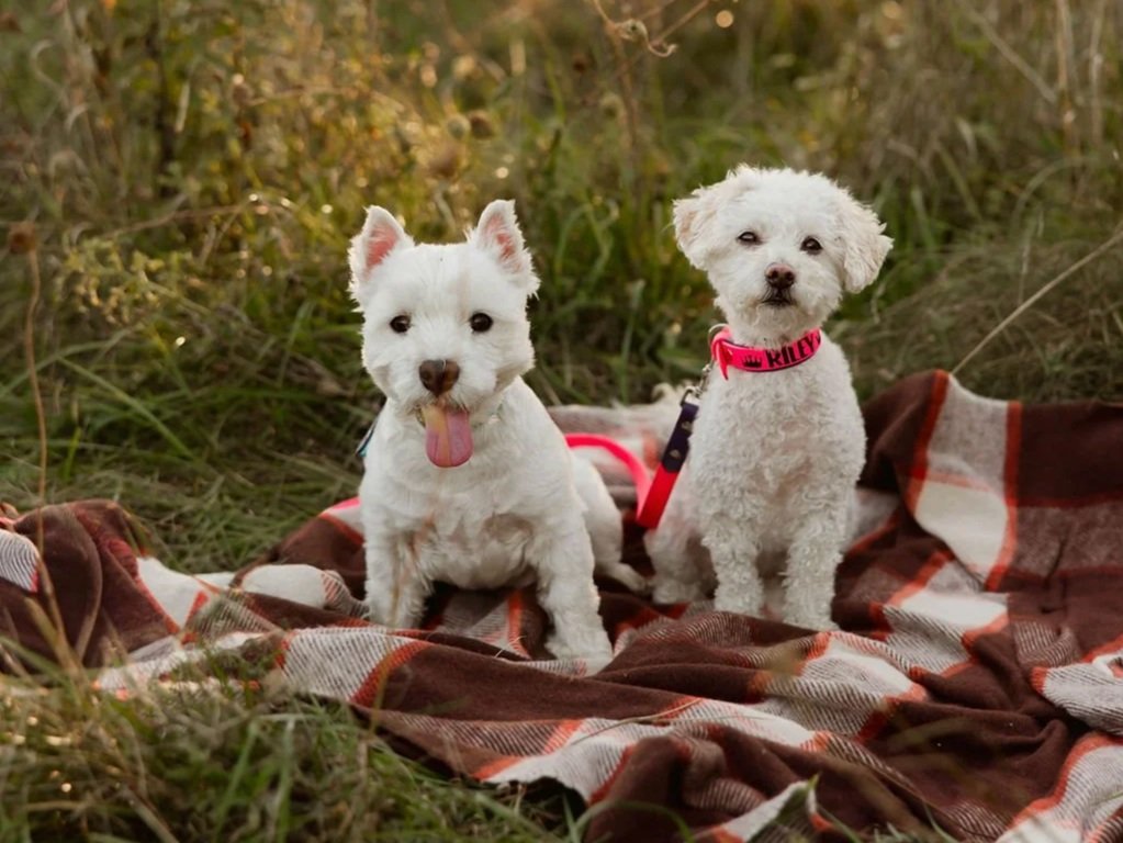 A Westie with his tongue hanging out and a maltipoo sitting next to each other on a brown plaid blanket in a grassy field at sunset. Meet Riley and Westley, Jessica Allen, LCSW, C-AAIS therapy dogs from Lancaster, NY.