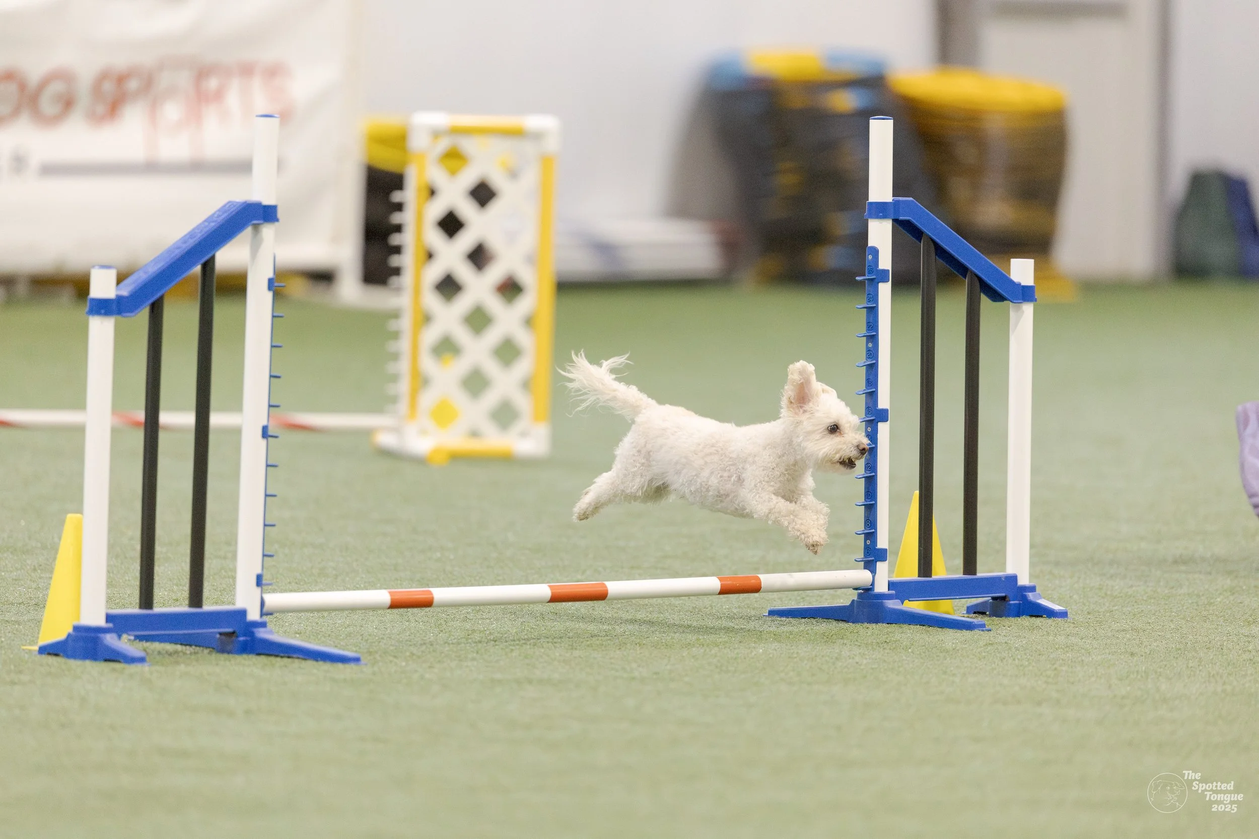 A small white dog jumping over an agility hurdle during a training or competition in an indoor setting with a green floor.
