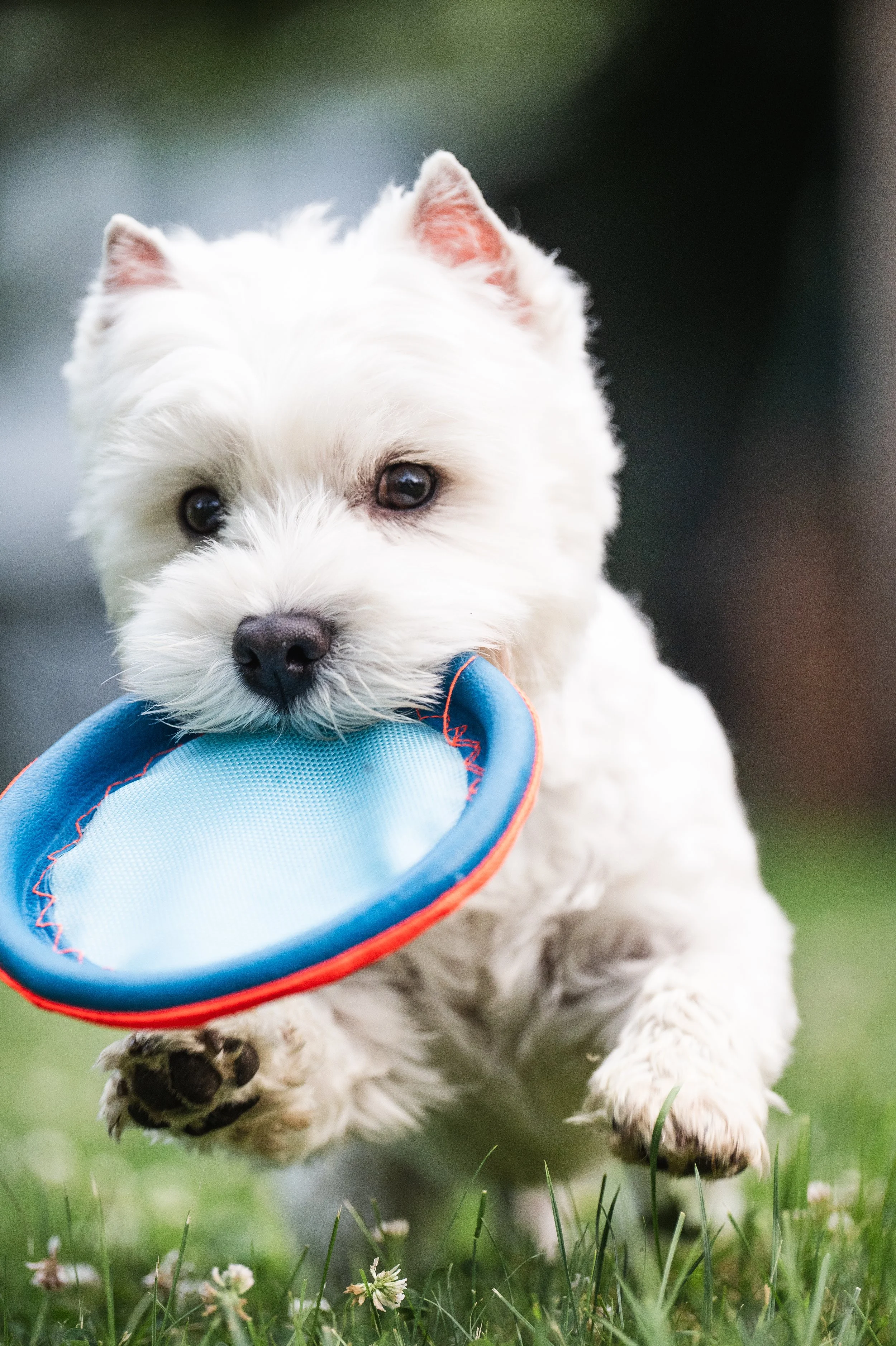 Westley running with a small cloth frisbee in his mouth.