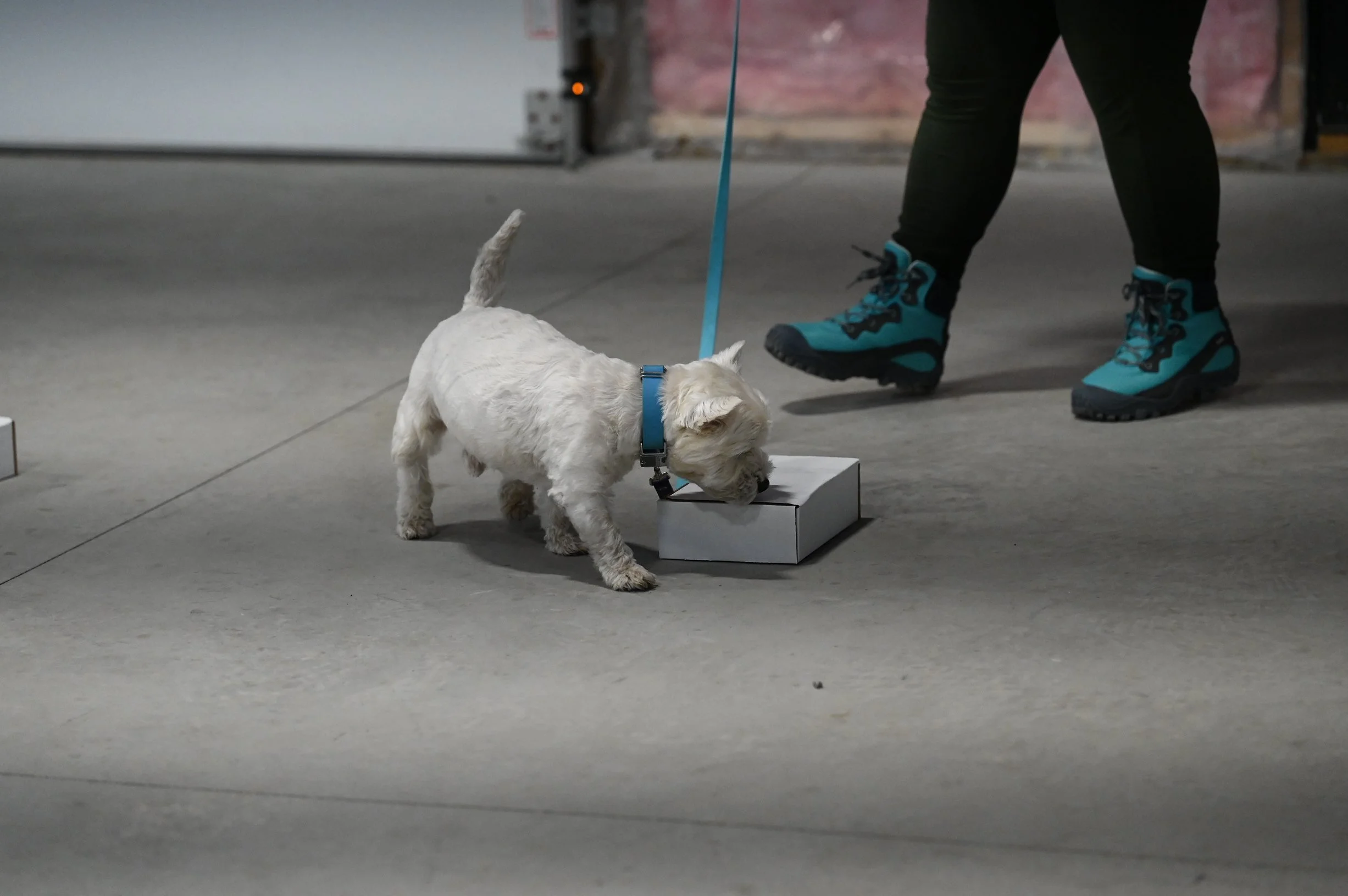 Westley finding the source odor in the box.