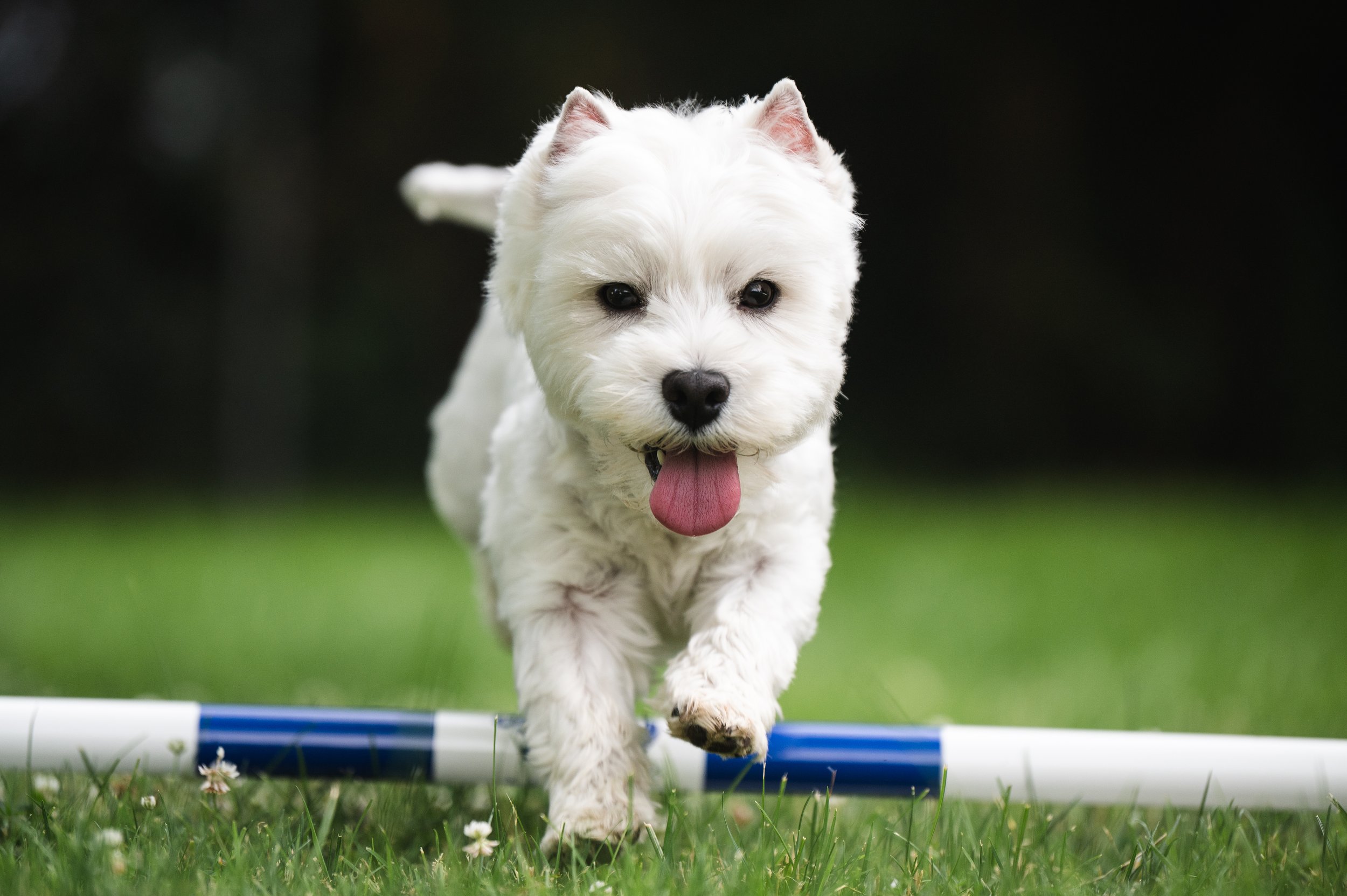 Westley jumping over a small agility dog jump.