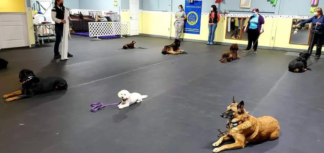 Dogs lying down and sitting at a training class with people standing around.
