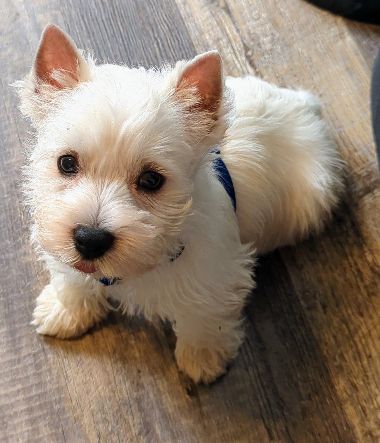 Westley sticking his tongue out for the camera as a small puppy.