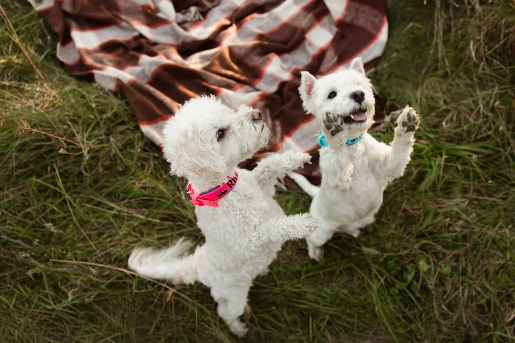 Riley, a maltipoo, and Westley, a Westie dance for treats given by Jessica Allen, LCSW, C-AAIS. Jess owns Canine Connected Counseling located in Lancaster, NY.