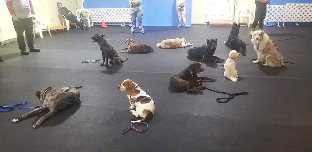 Multiple dogs of various breeds resting on a black indoor floor, with people standing and some leaning against the wall in the background.