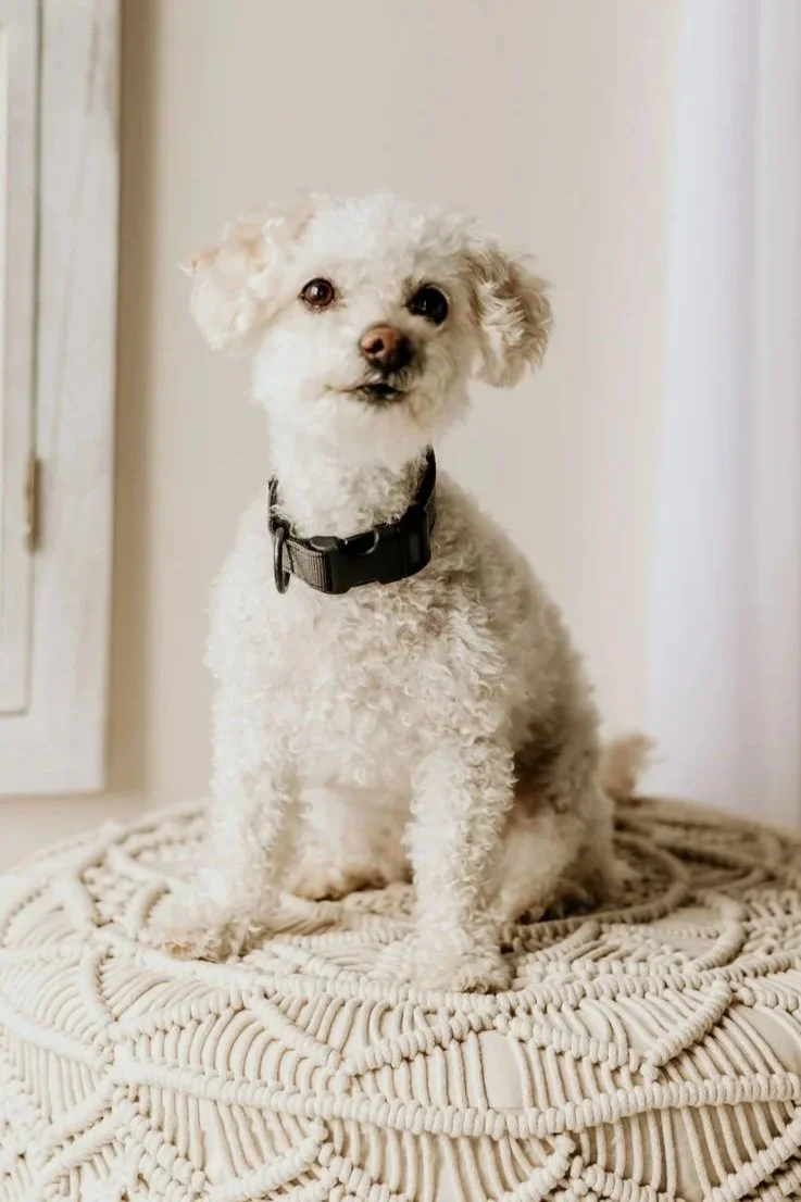 A small white curly-haired dog (maltipoo and chihuahua mix) sitting on a patterned round cushion indoors, wearing a black collar and looking at the camera. Therapy Dog. Animal-Assisted Therapy. Mental Health Therapy. PTSD. EMDR. IFS.