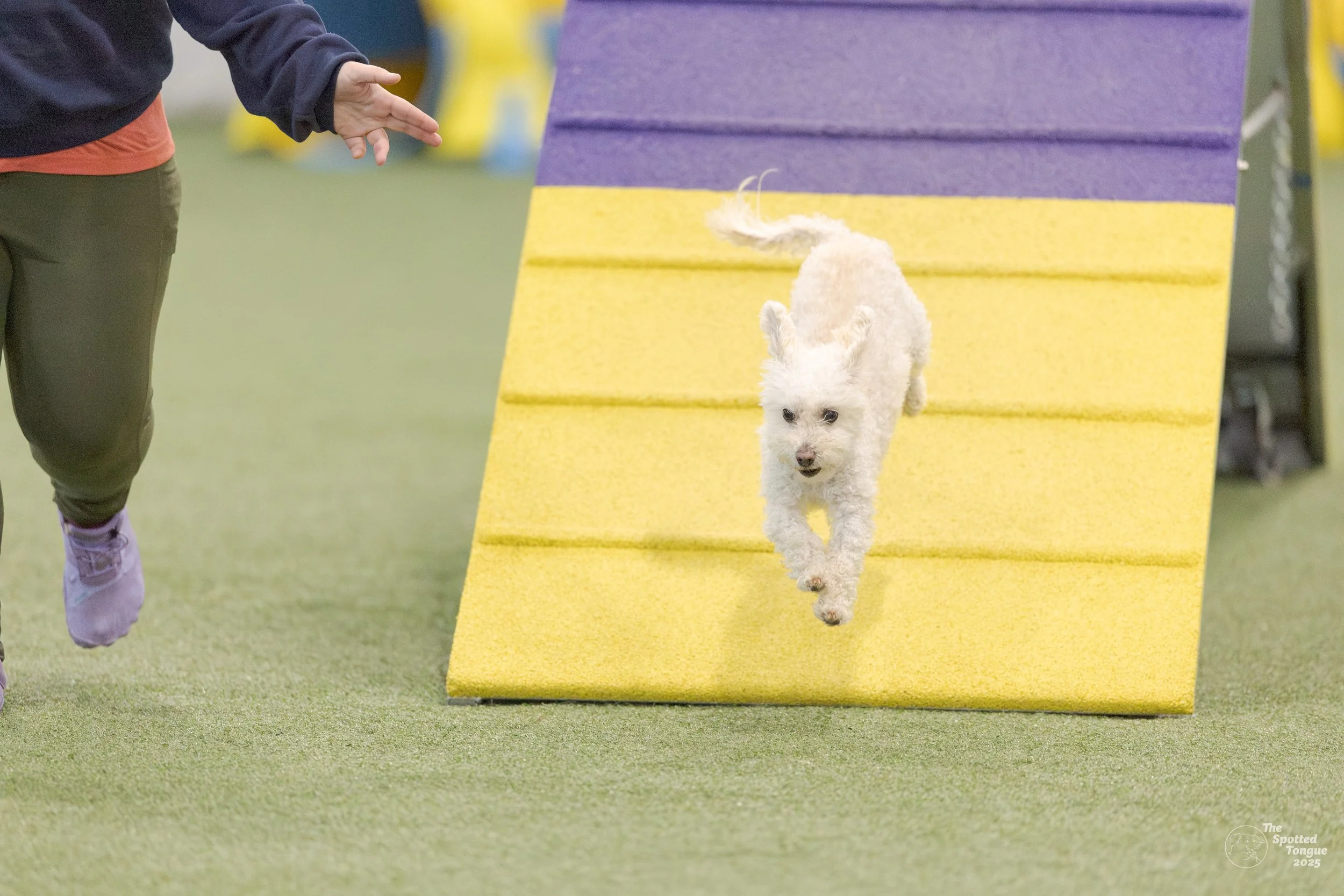 Riley, a small white dog, is running and jumping off a yellow and purple agility ramp during an indoor dog agility training or competition.