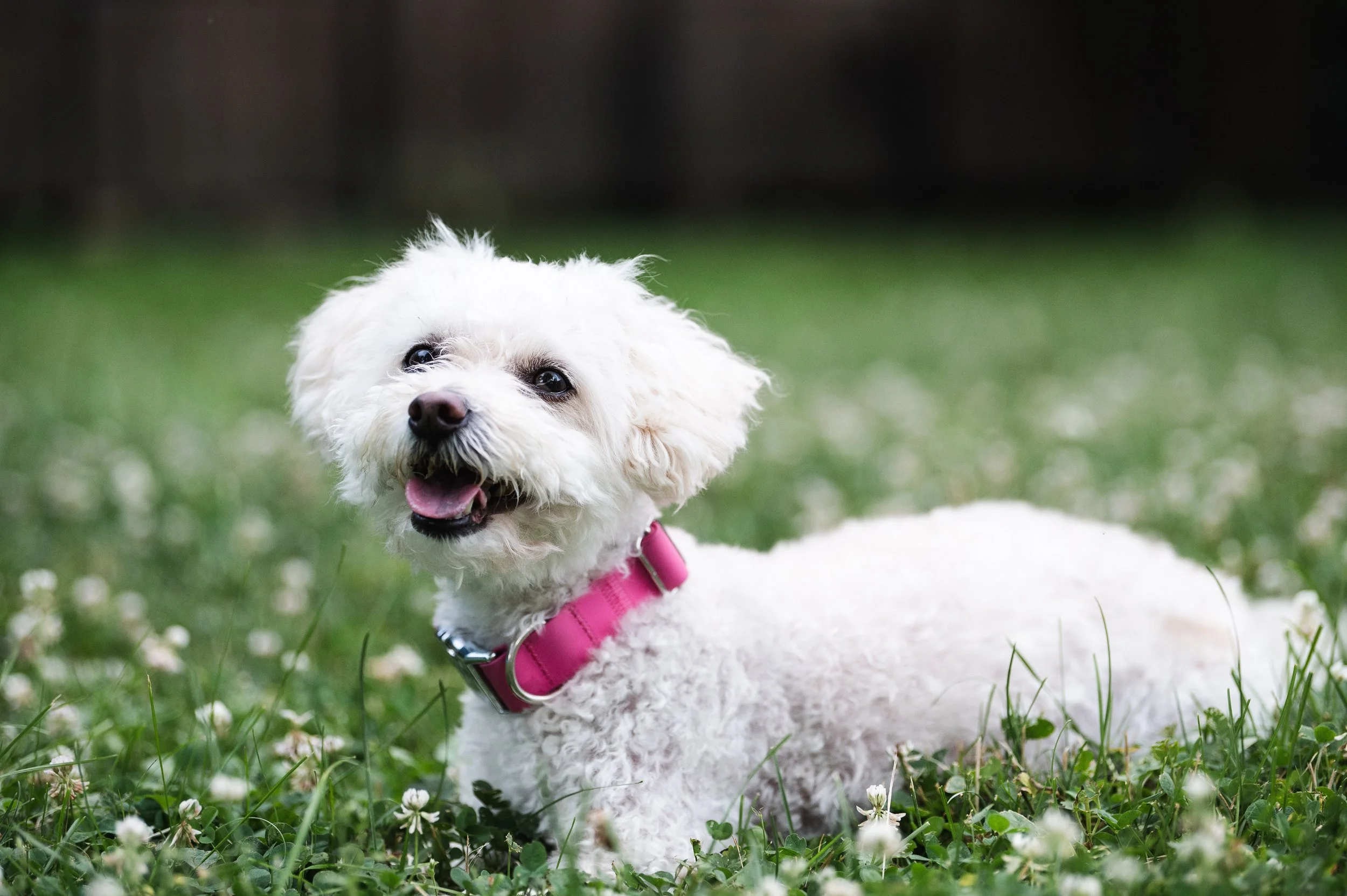 Riley laying down in the grass/clover field.  Therapy Dog. Animal-Assisted Therapy.