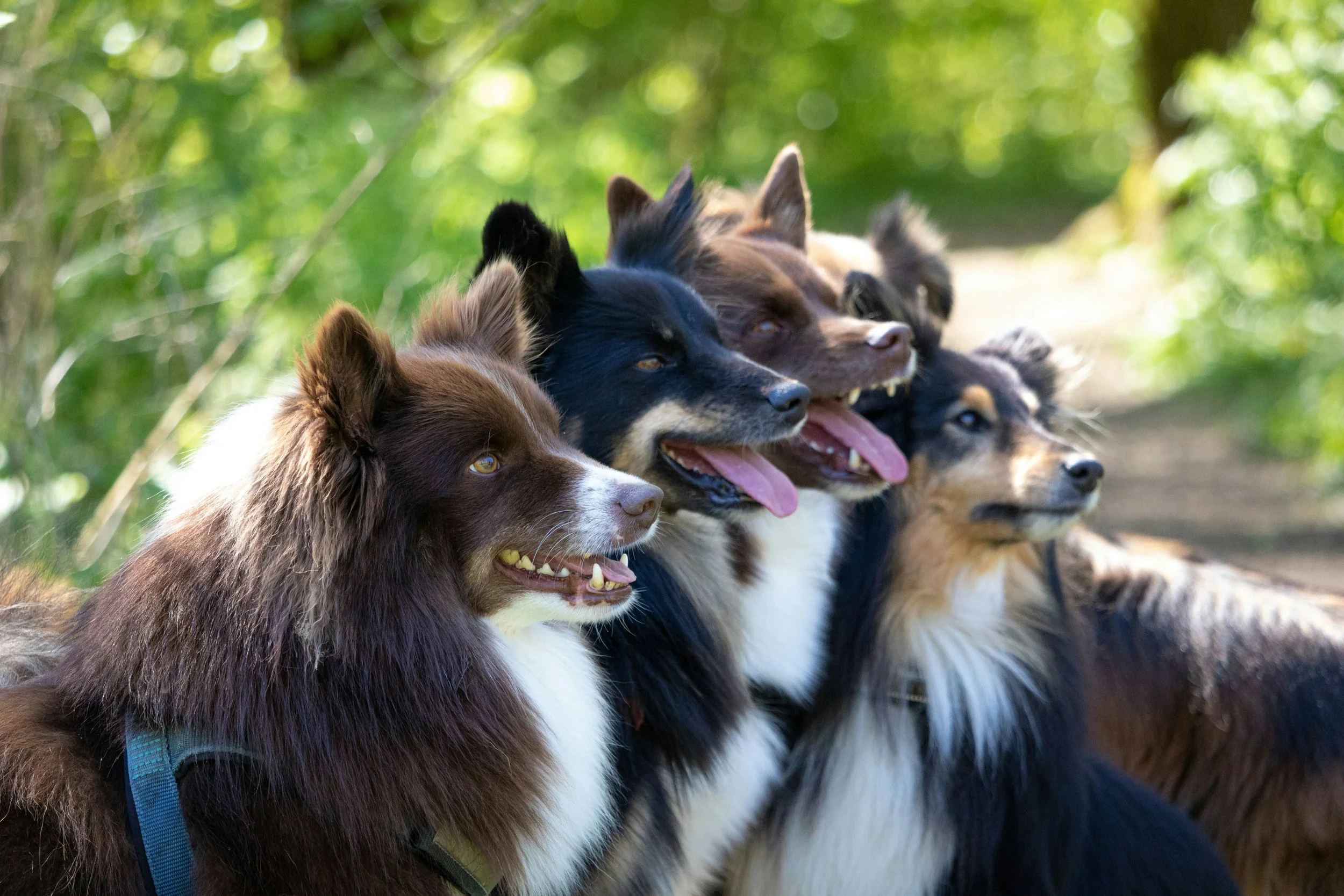 A group of five dogs, likely Australian Shepherds, sitting outdoors with green foliage in the background, looking alert and happy.