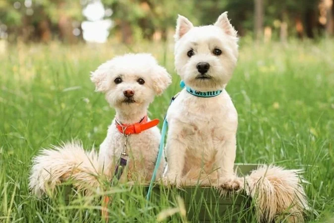Riley and Westley in a box with a fur blanket in a green meadow or field. They are co-therapists participating in animal therapy alongside Jessica Allen, LCSW in Lancaster, Buffalo, and across New York State and help treat ADHD, Autism, and PTSD.