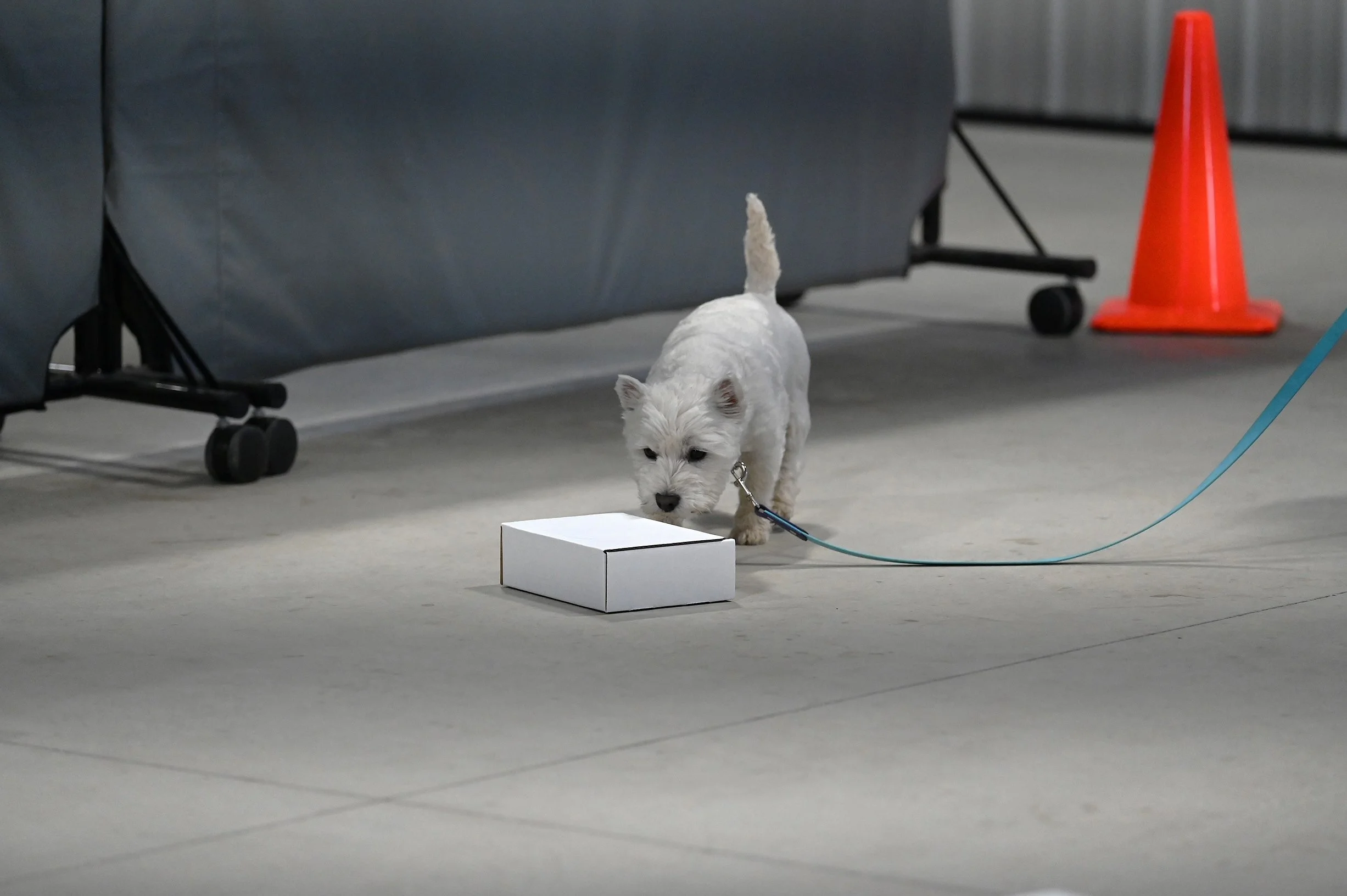 Westley searching for specific odors hidden in a two rows of 8 boxes. Builds confidence. Therapy Dog in Training.