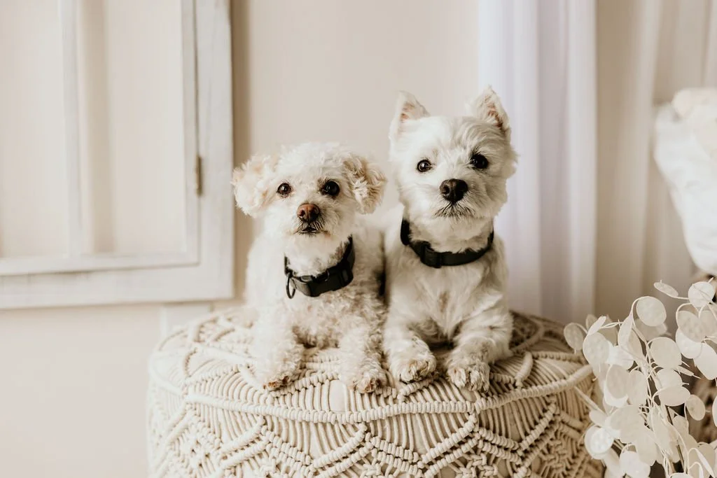 Riley (Left, Maltipoo) and Westley (right, Westie) are Jessica Allen's certified therapy dog and therapy dog in training. They are laying down on a boho ottoman staring straight into the camera. Animal-Assisted Therapy. Mental Health Therapy.