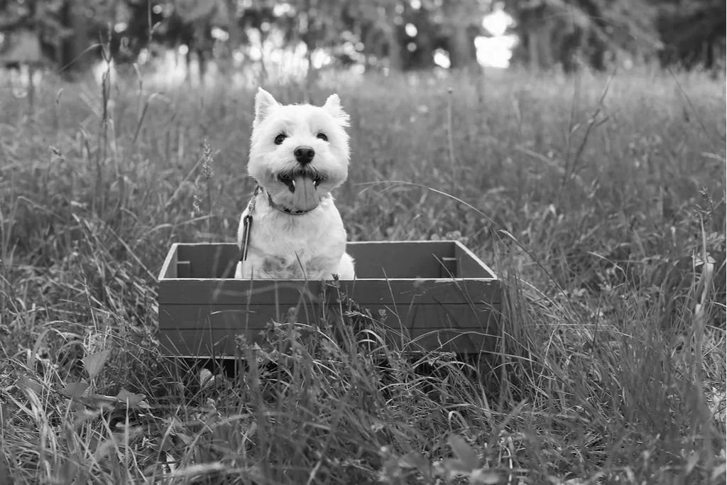 Westley, a smiling westie, is sitting in a wooden box outdoors in a grassy field.