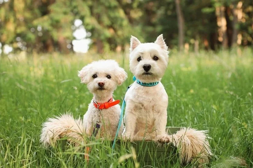 Riley and Westley sitting in a box in a grassy meadow or field with trees behind them. Animal-Assisted Therapy. Therapy Dogs. RocDog Inc., Elle Photography.