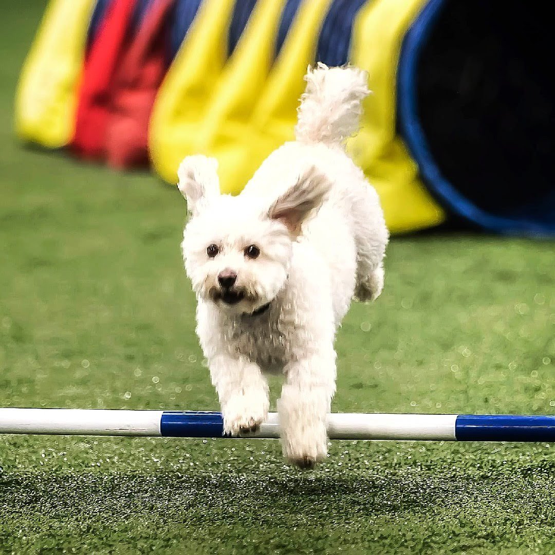 Riley jumping over a small hurdle in an agility course