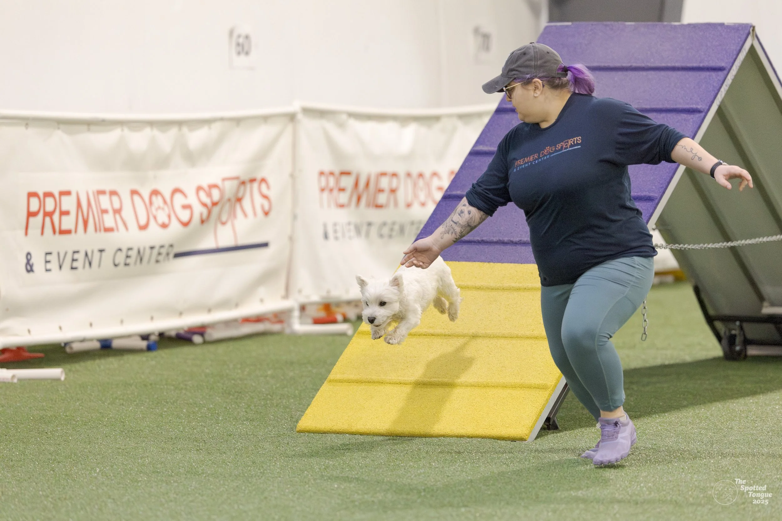 Westley jumping off the dog agility A-frame at premier dog sports and events center during a competition. Jessica Allen, LCSW is running alongside him .