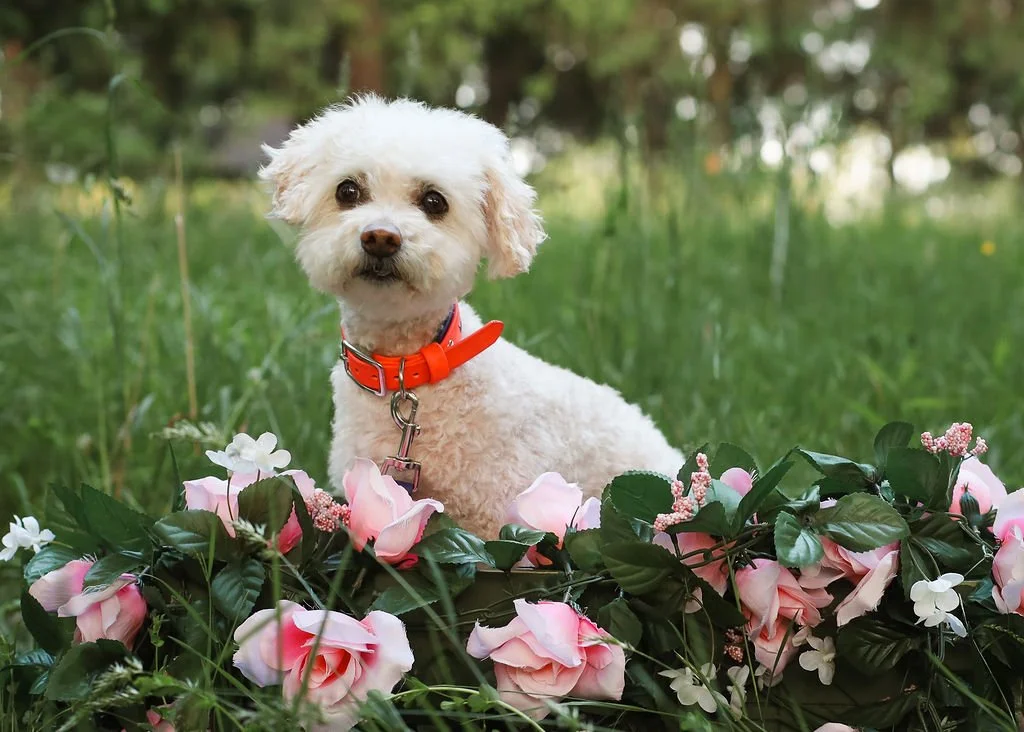 Riley faith professional photo in Lancaster, NY. Riley is a certified therapy dog participating in animal therapy with Jessica Allen, LCSW.