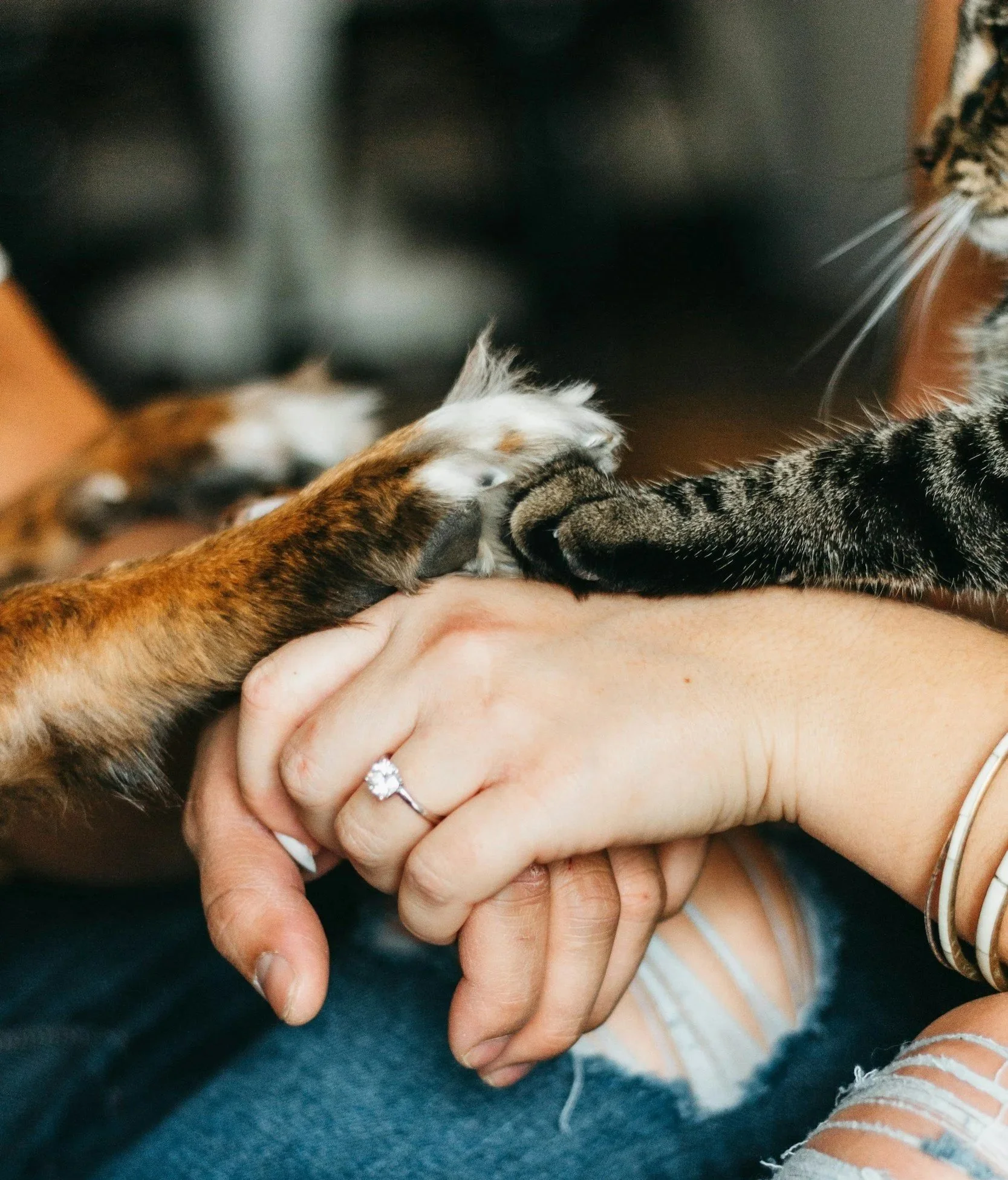 Paws of cat and dog on human hand. Animal-Assisted Therapy. Therapy Animals. Emotional Support. Mental Health and Well-Being. Therapy. Counseling.