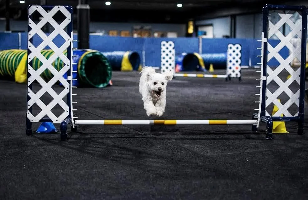 A white dog is jumping over an agility hurdle in an indoor dog training facility, with agility tunnels and obstacles in the background.
